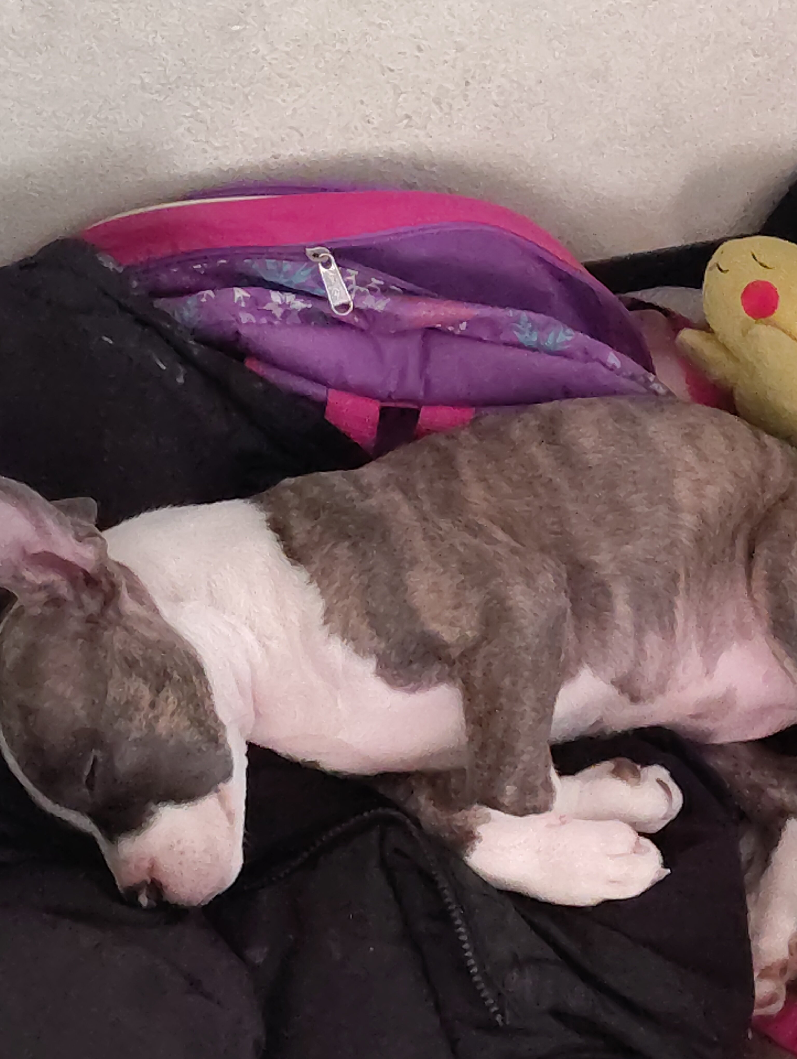 Pit bull puppy image 2