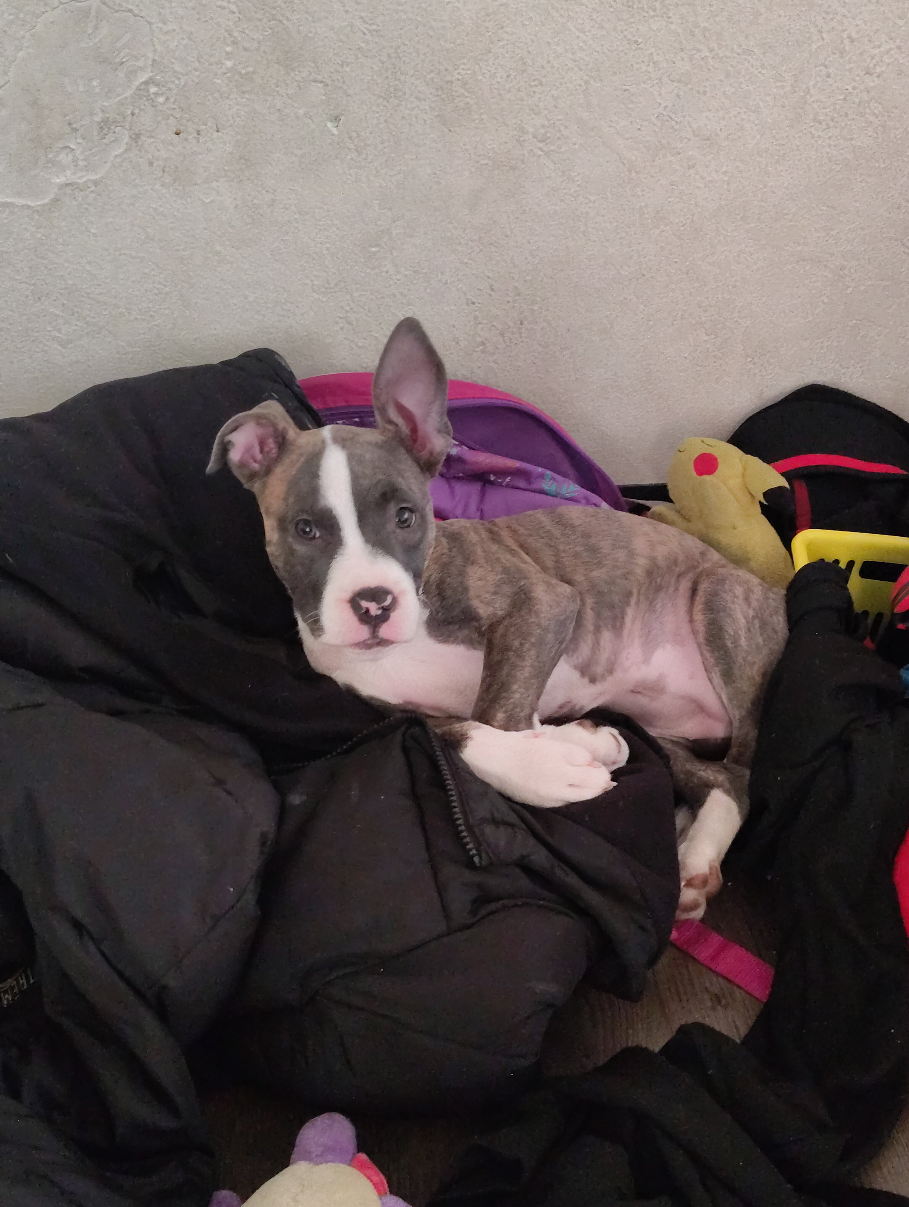 Pit bull puppy image 1