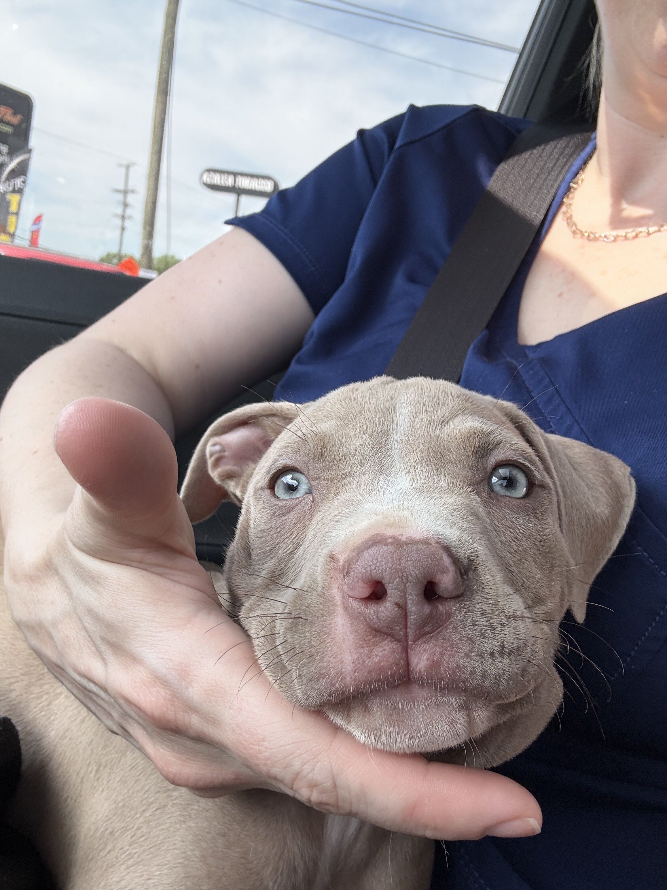 Pitbull Puppy image 3