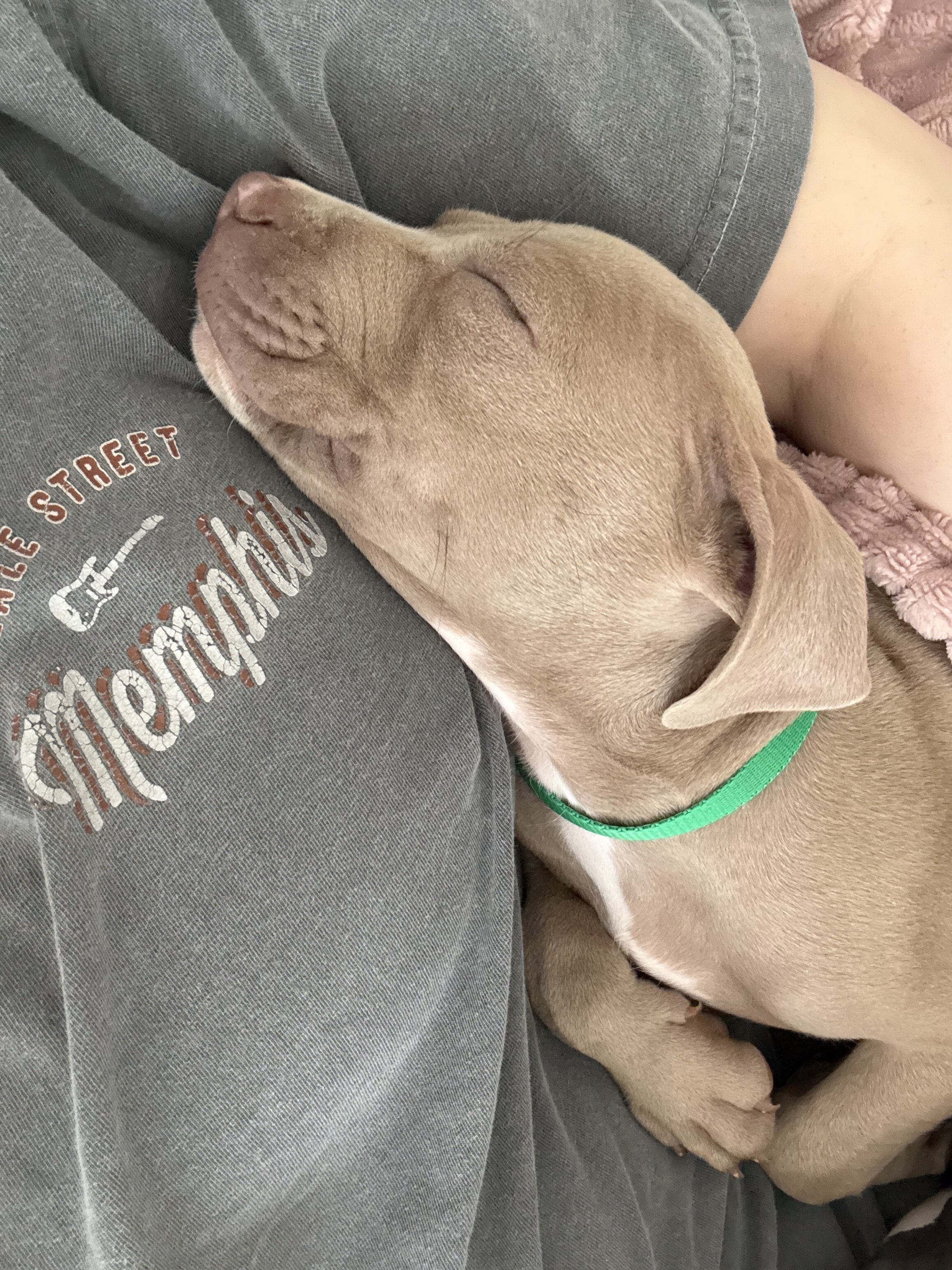 Pitbull Puppy image 2