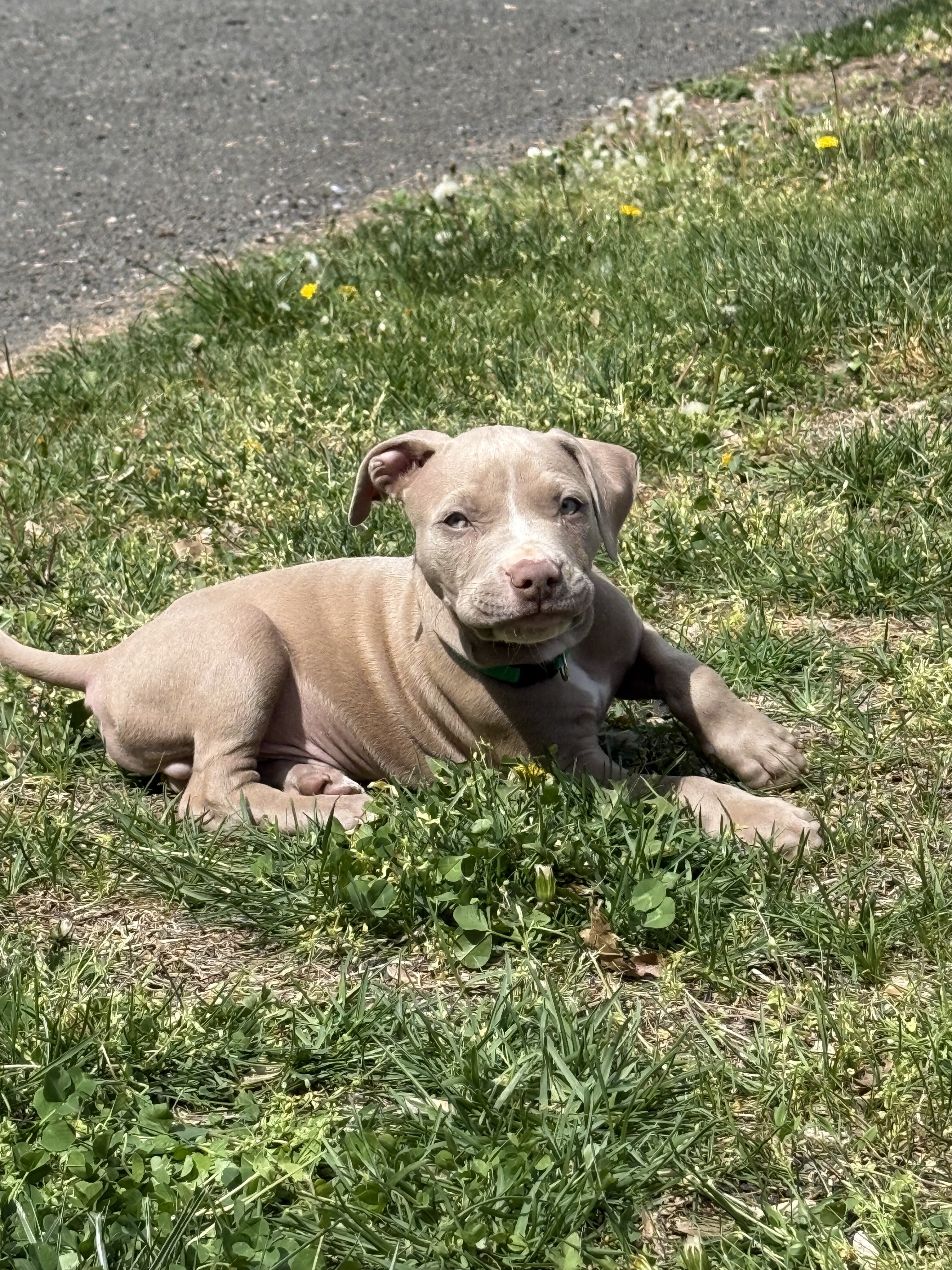 Pitbull Puppy image 1