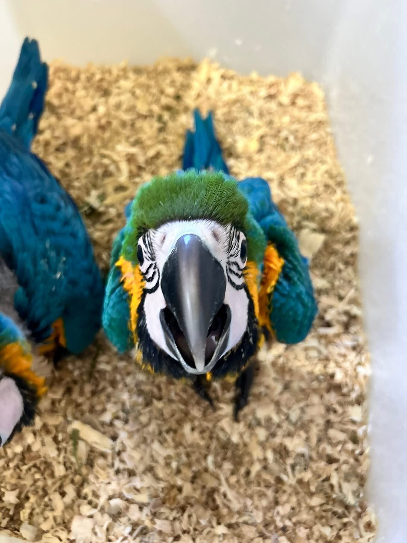 Blue and Gold macaw image 2