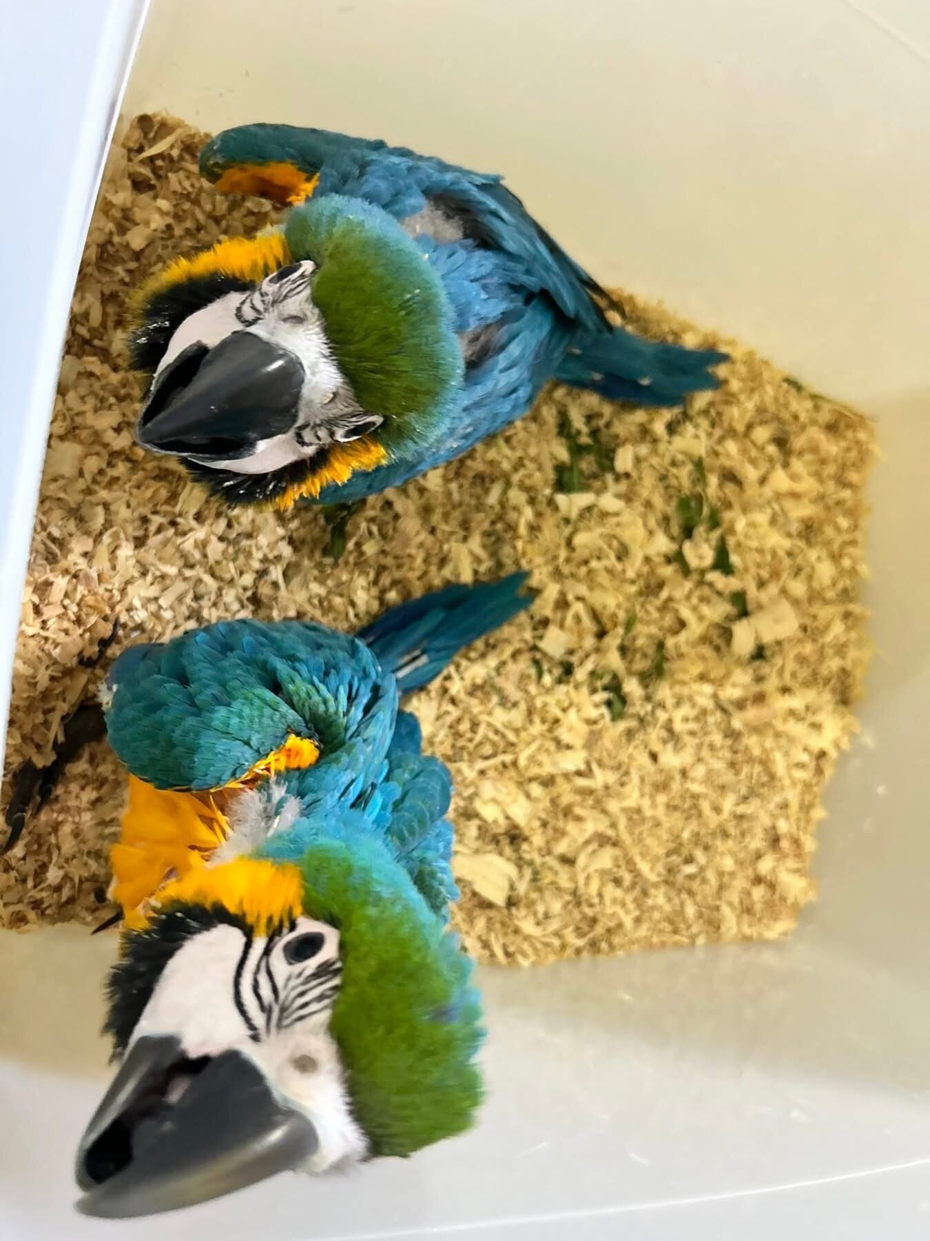 Blue and Gold macaw image 5
