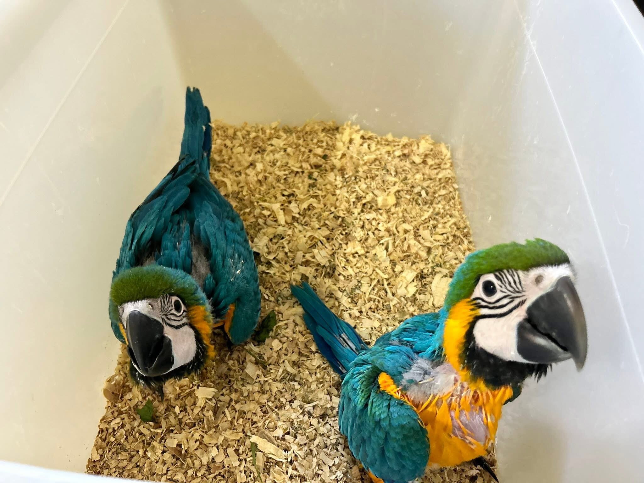 Blue and Gold macaw image 4