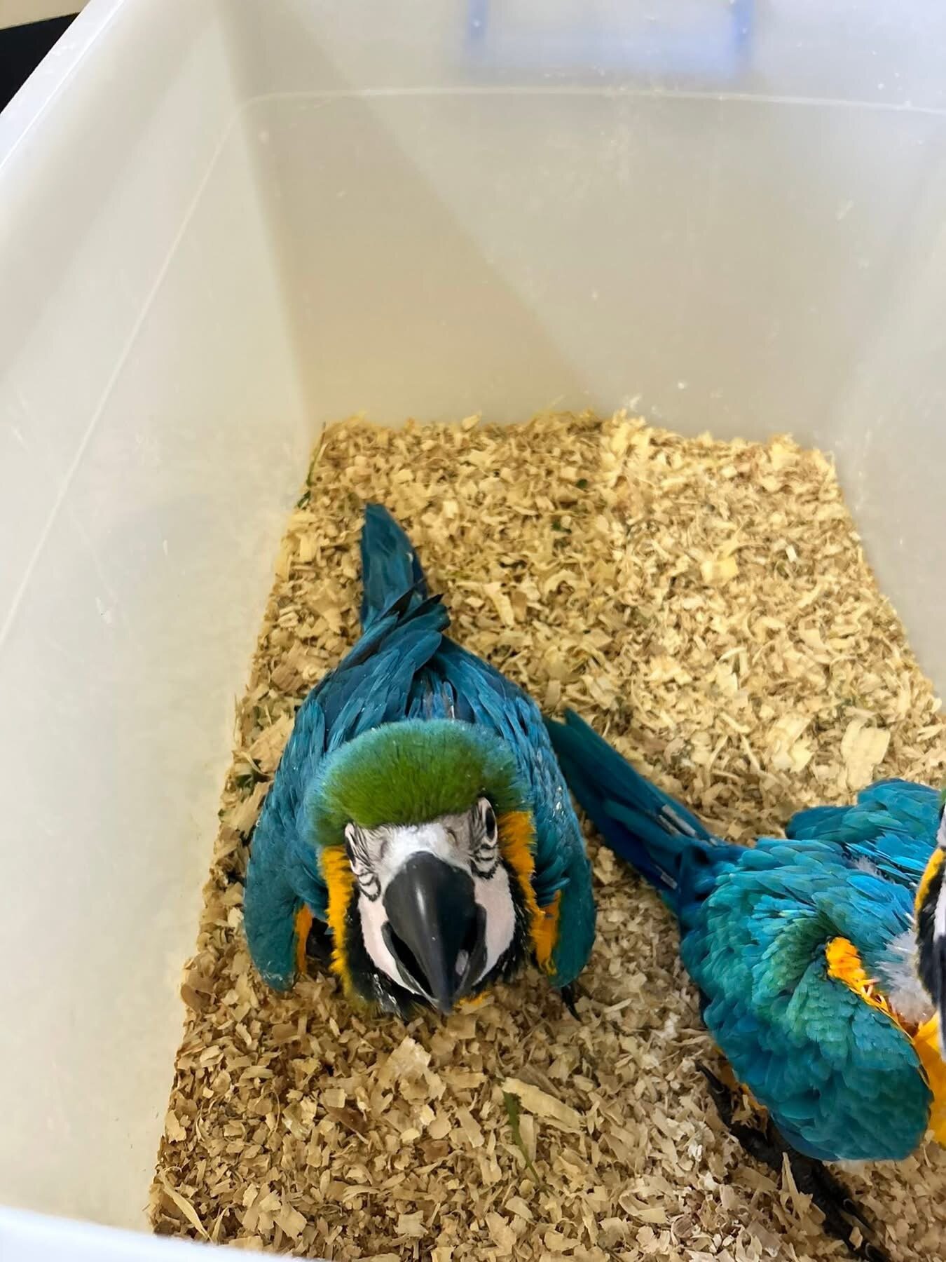 Blue and Gold macaw image 3