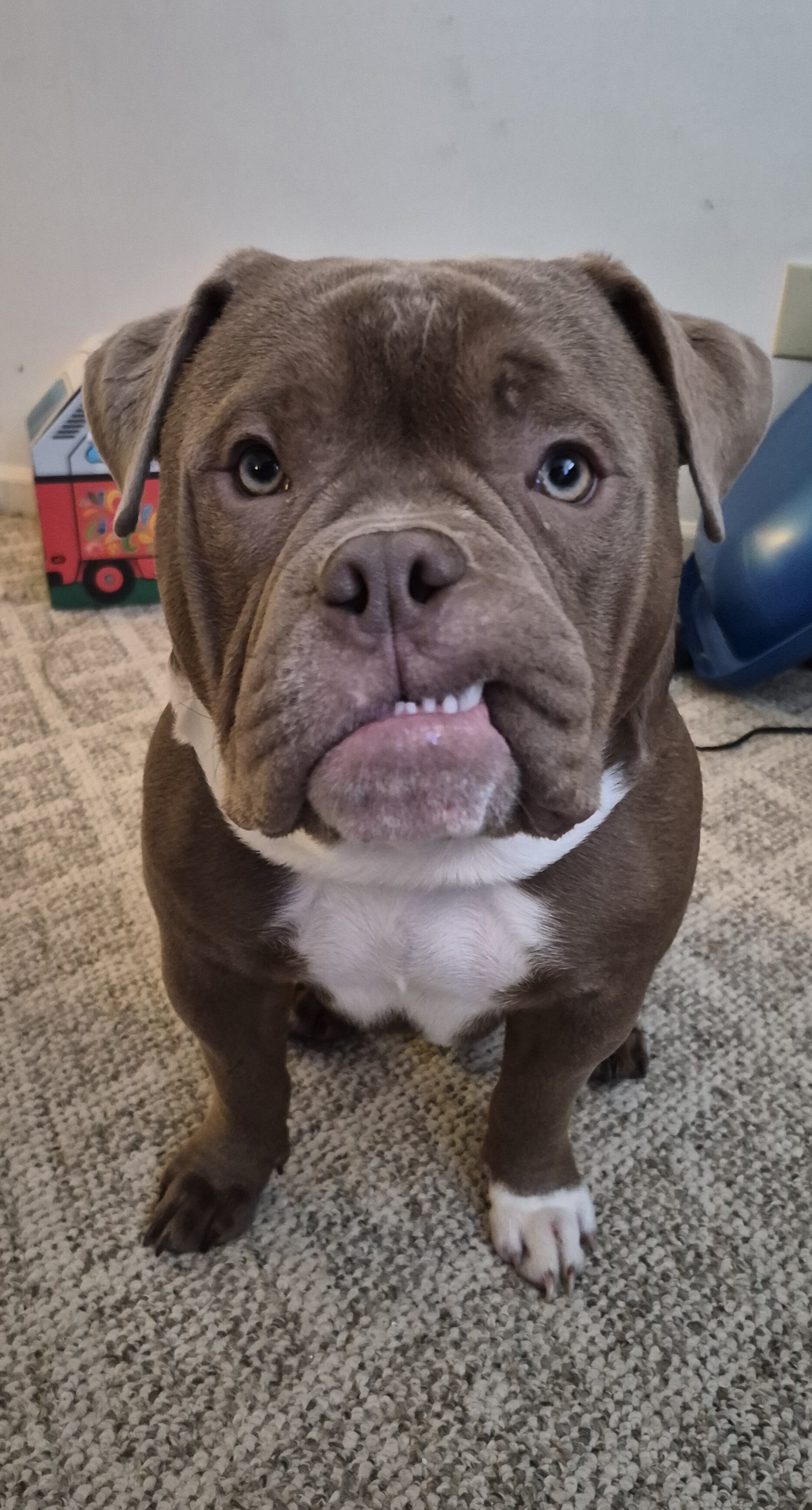 American Bully image 1