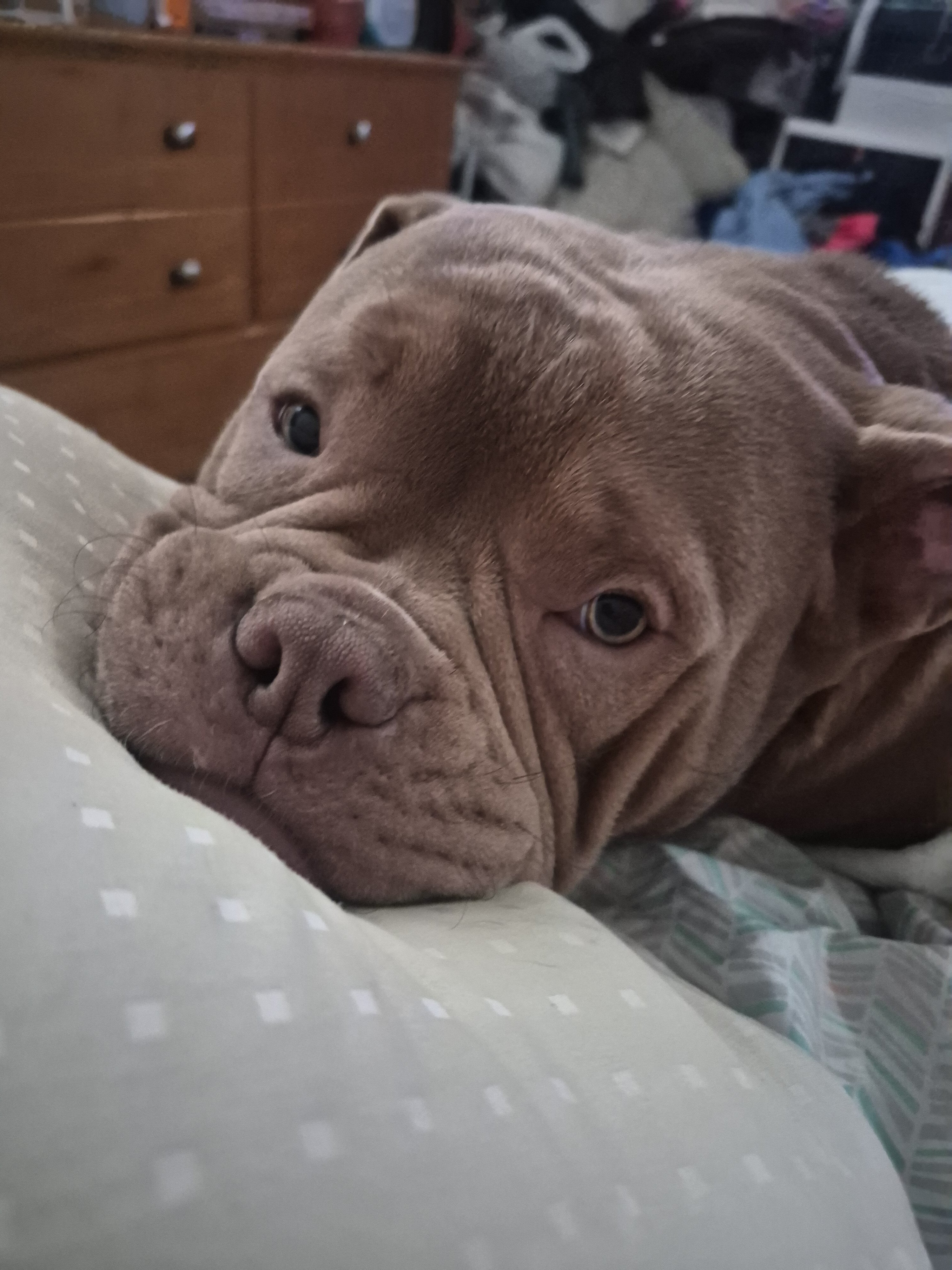 American Bully image 3
