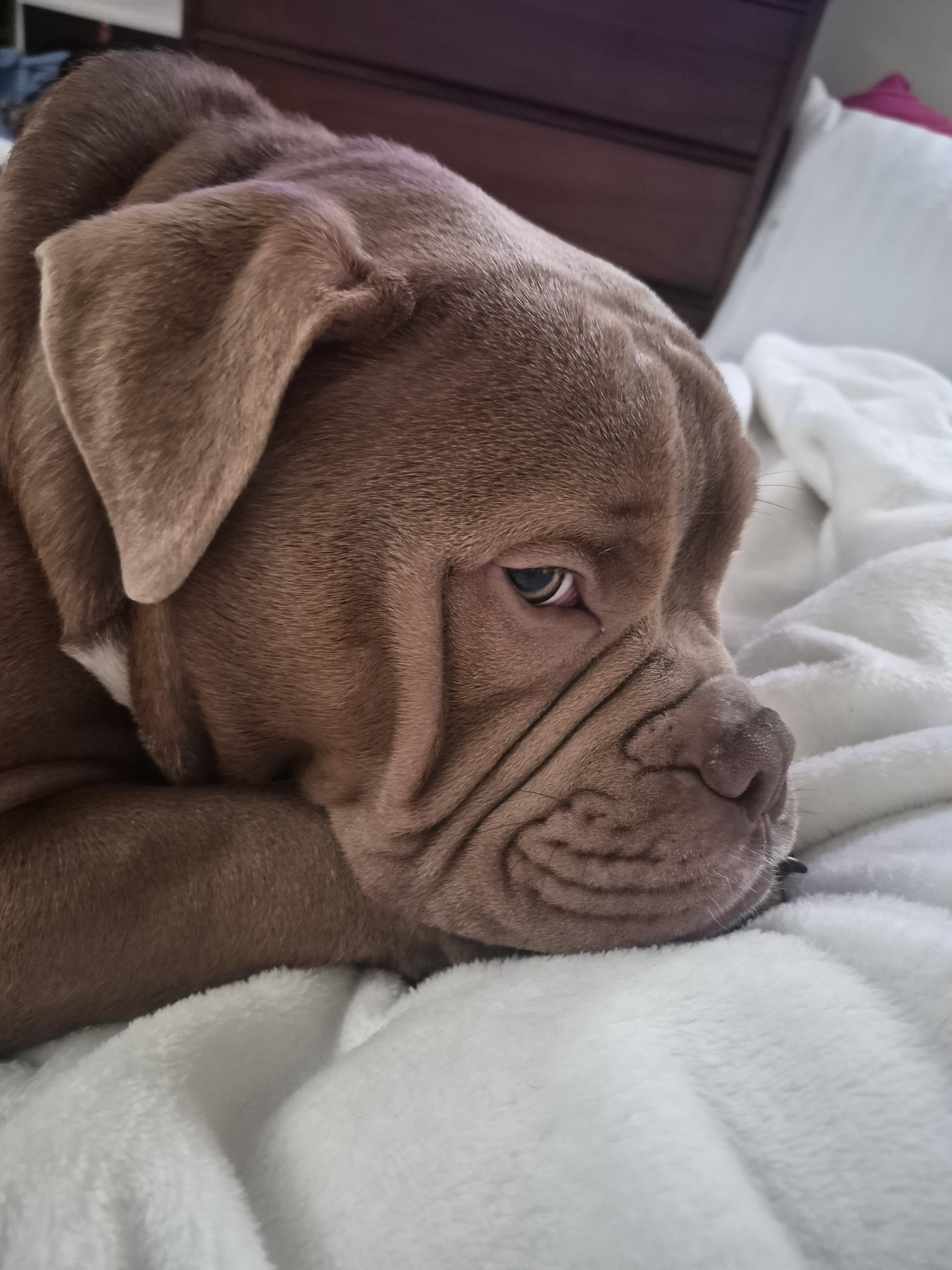 American Bully image 2