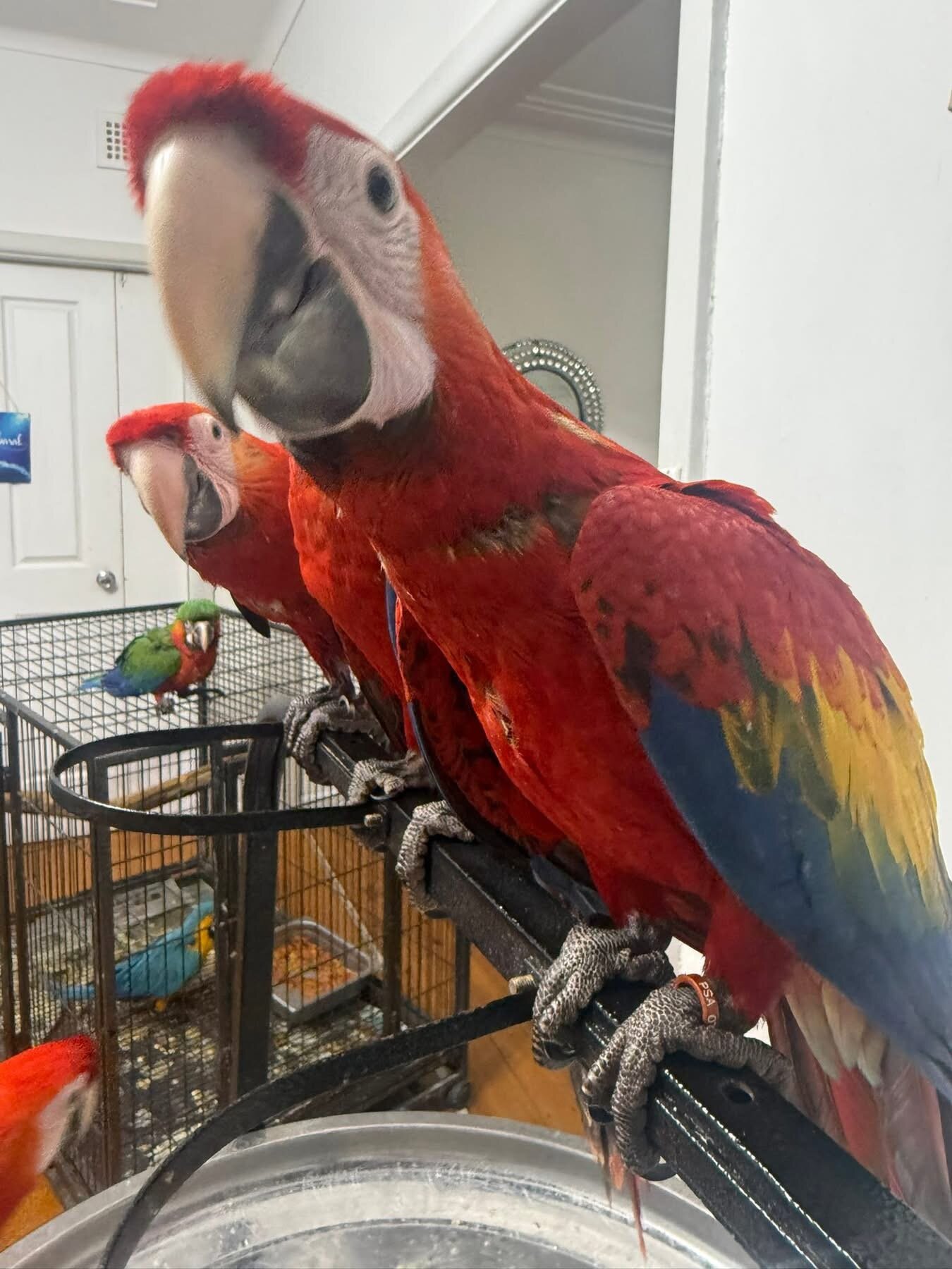 Scarlet macaws image 1
