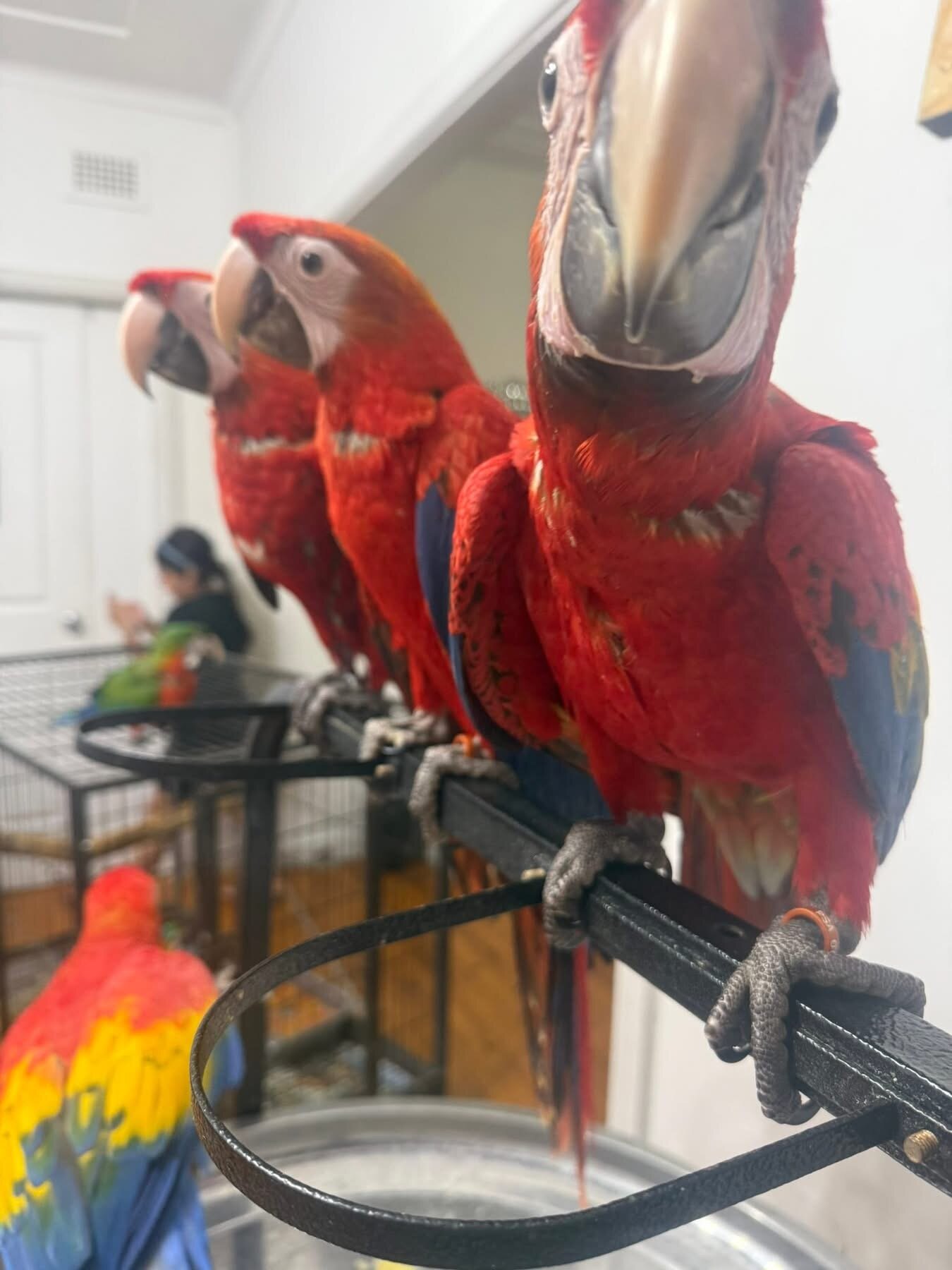 Scarlet macaws image 2