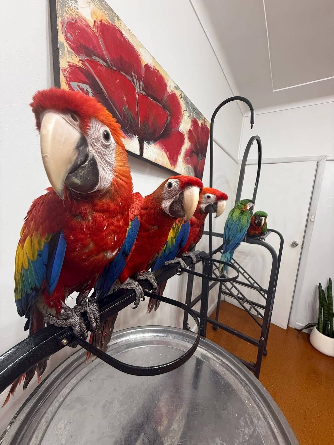 Scarlet macaws image 3