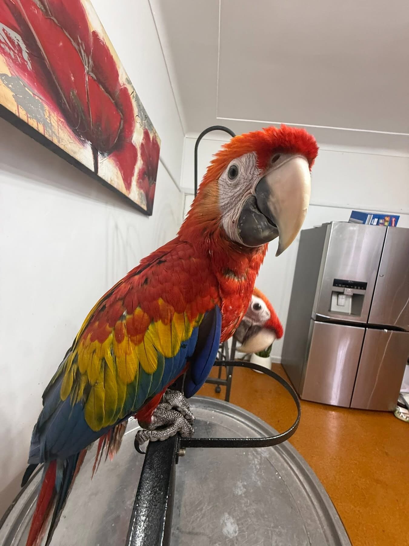 Scarlet macaws image 4