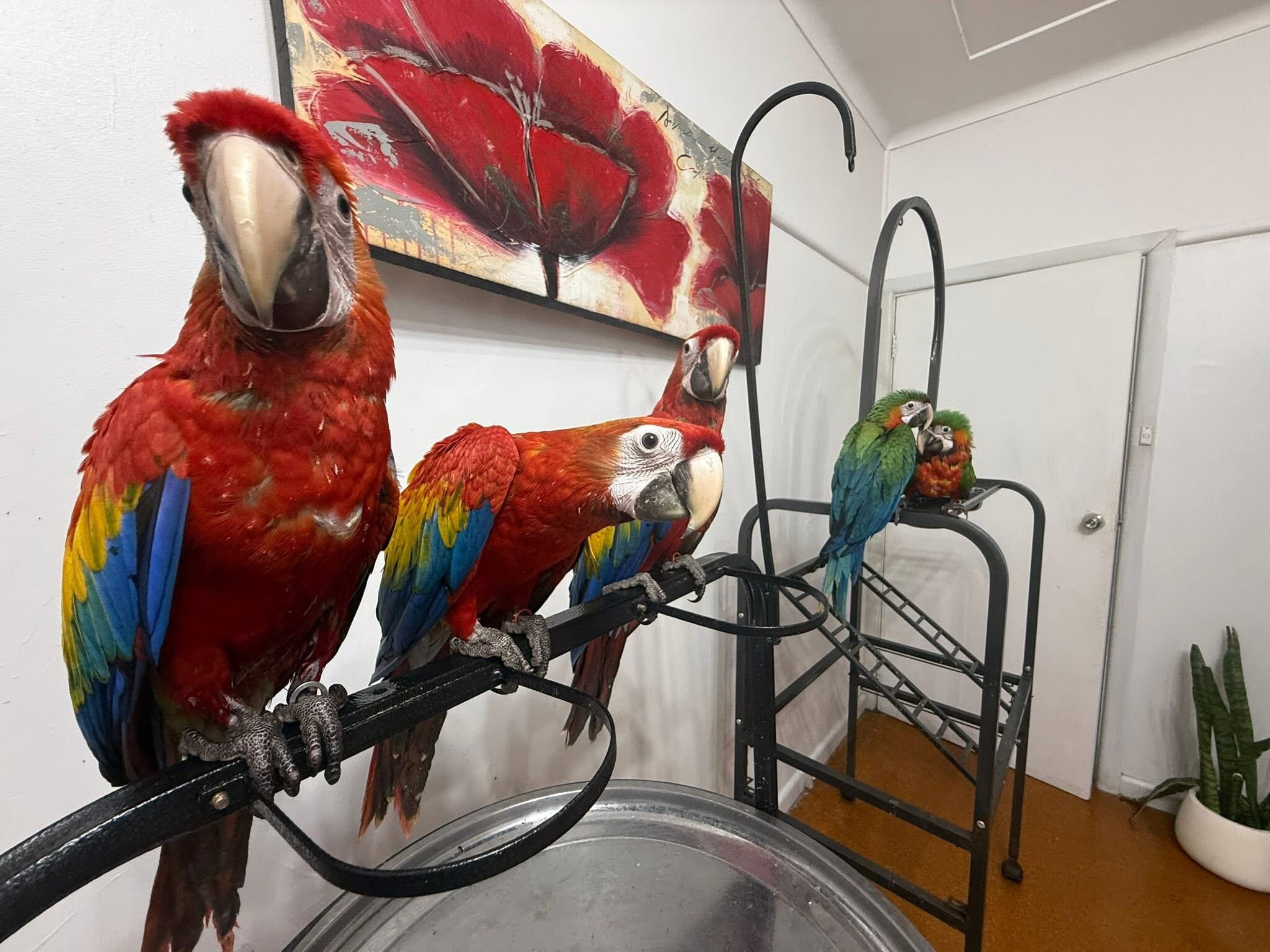 Scarlet macaws image 5
