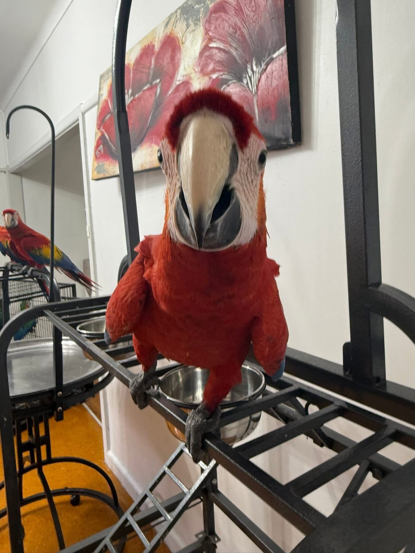 Scarlet macaws image 6