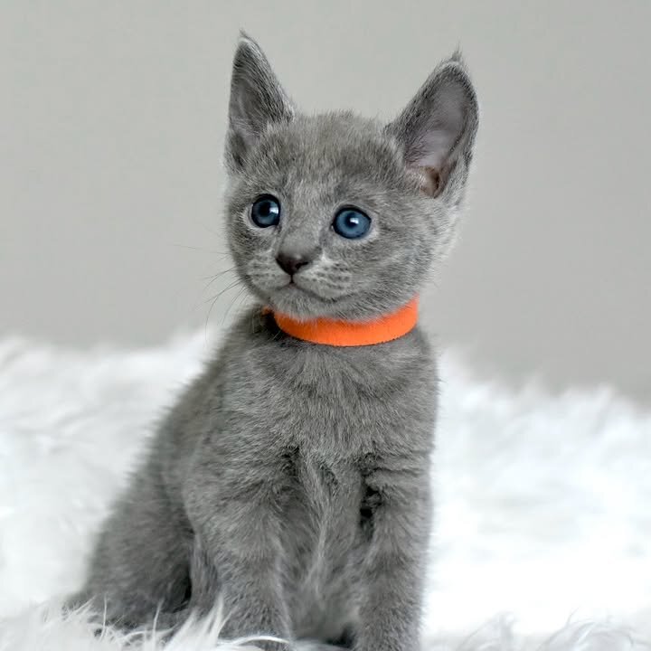 Russian Blue Kitten image 1