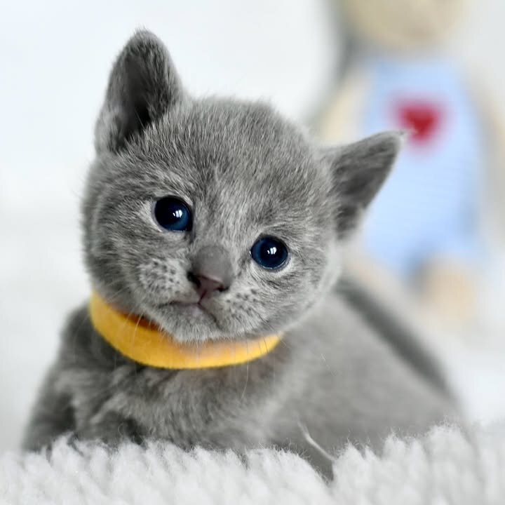 Russian Blue Kitten image 2