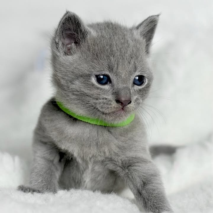 Russian Blue Kitten image 3
