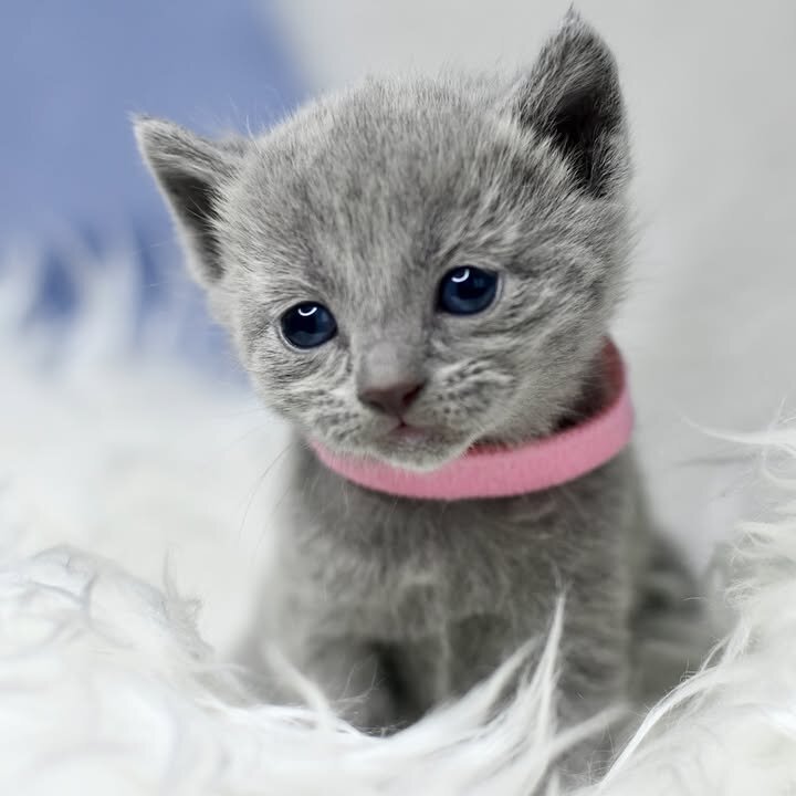 Russian Blue Kitten image 4