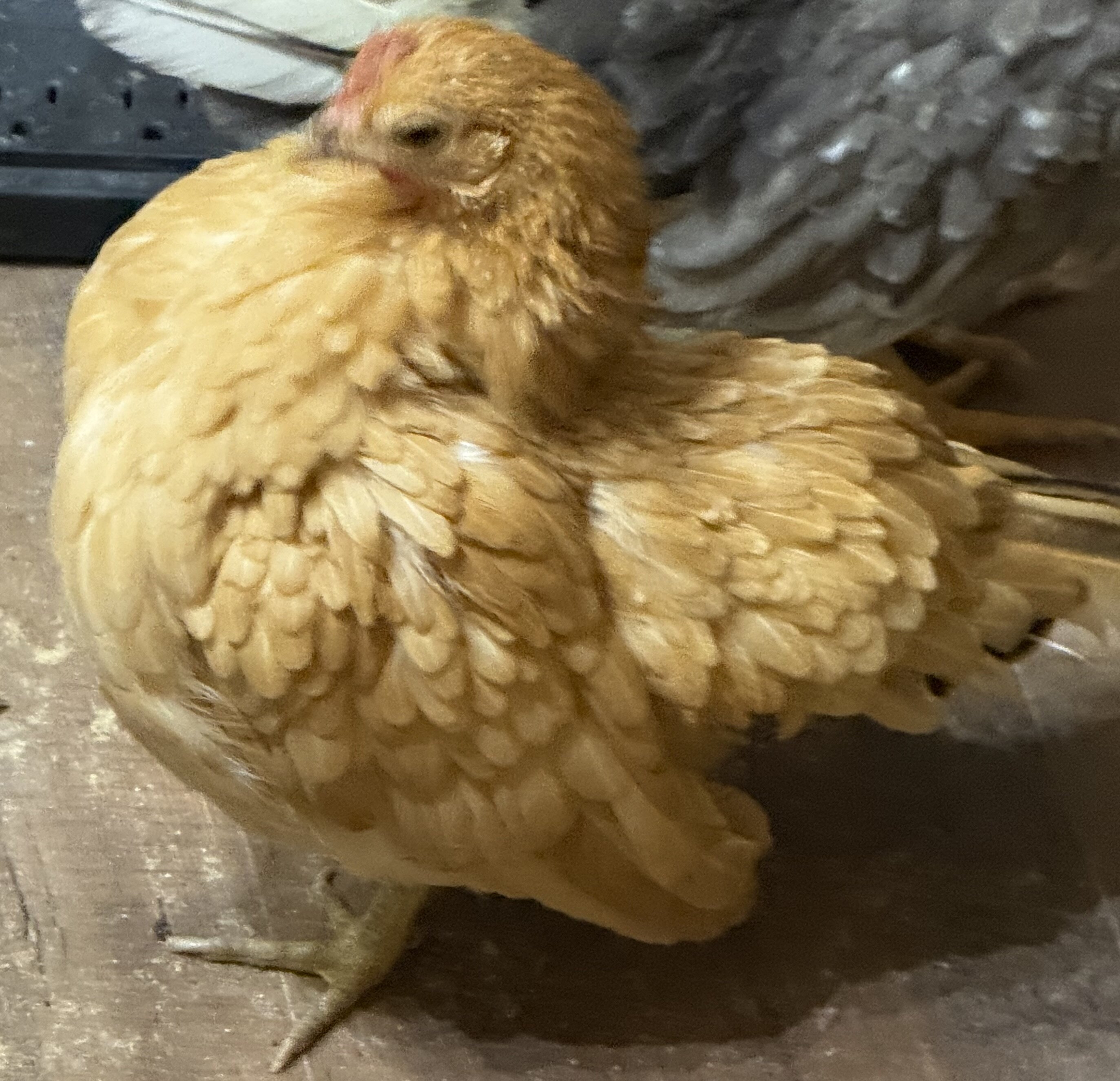 Serama Chickens image 5