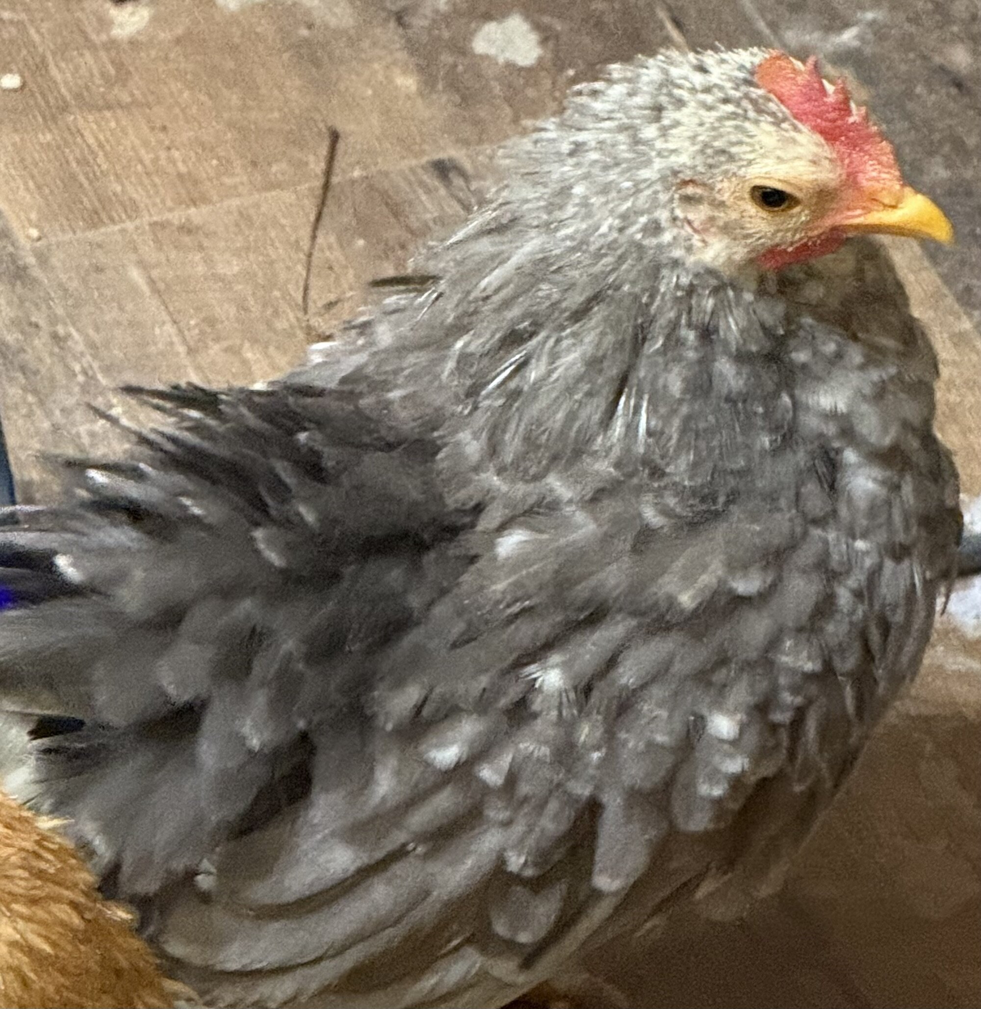 Serama Chickens image 3
