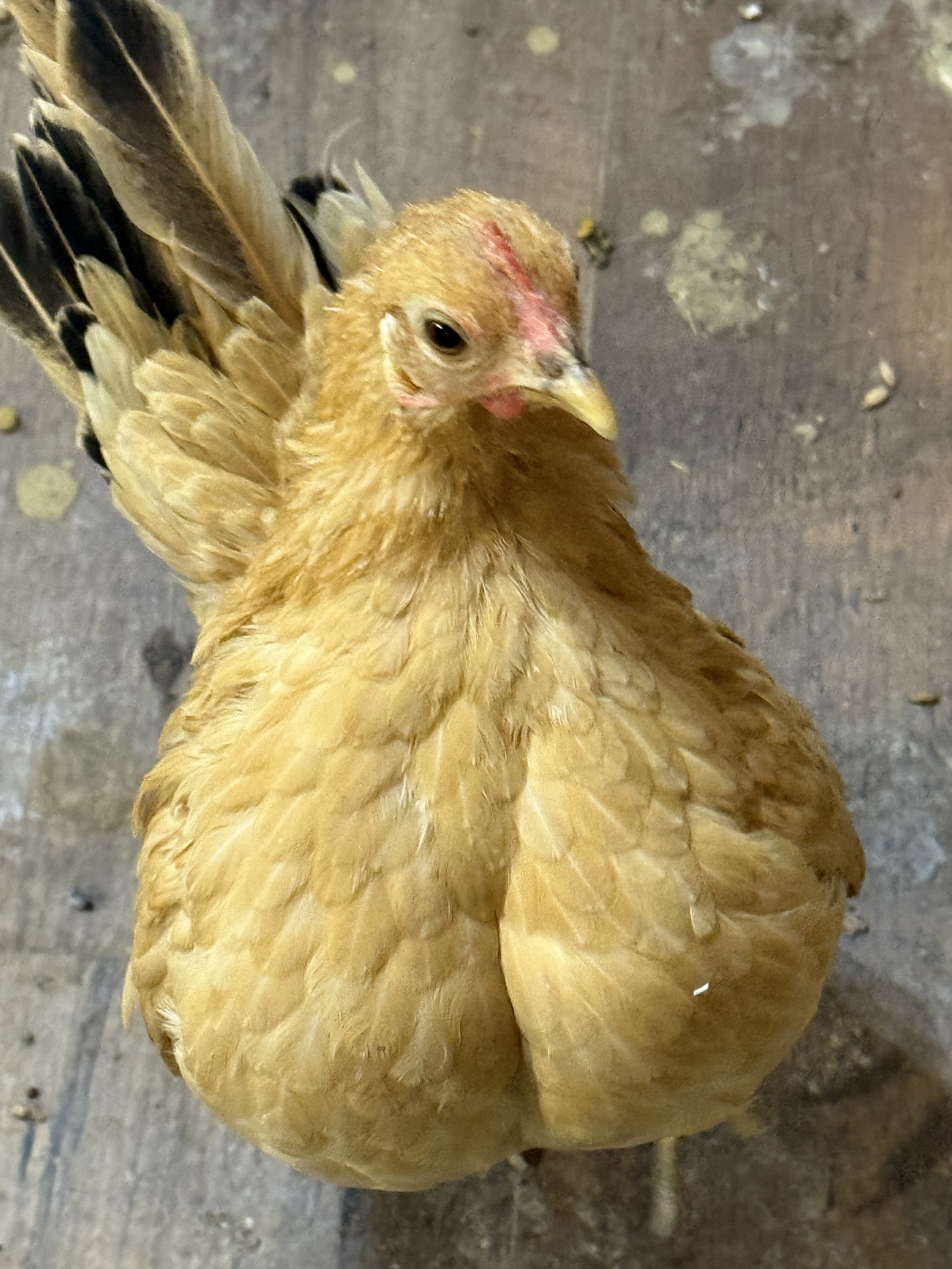 Serama Chickens image 6