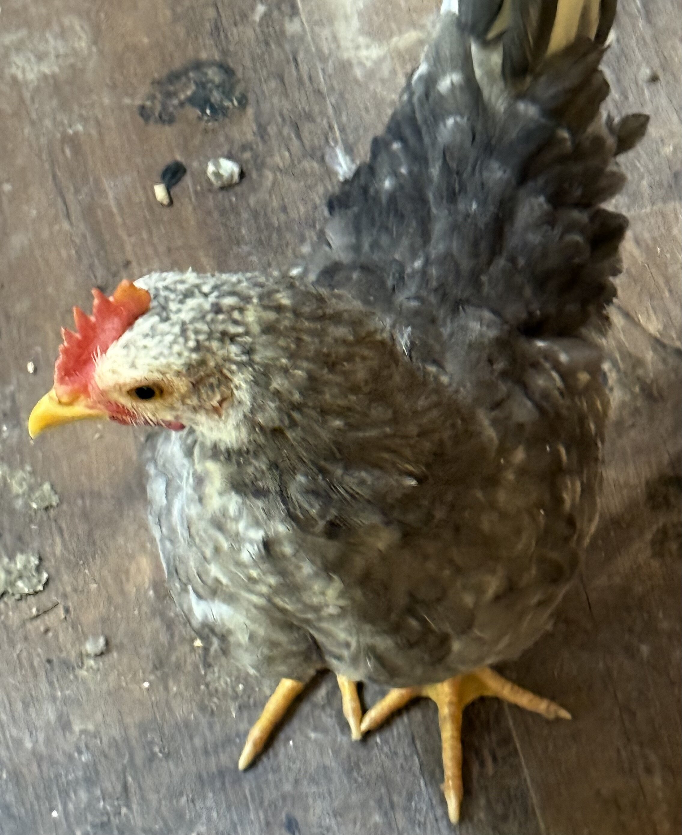 Serama Chickens image 4