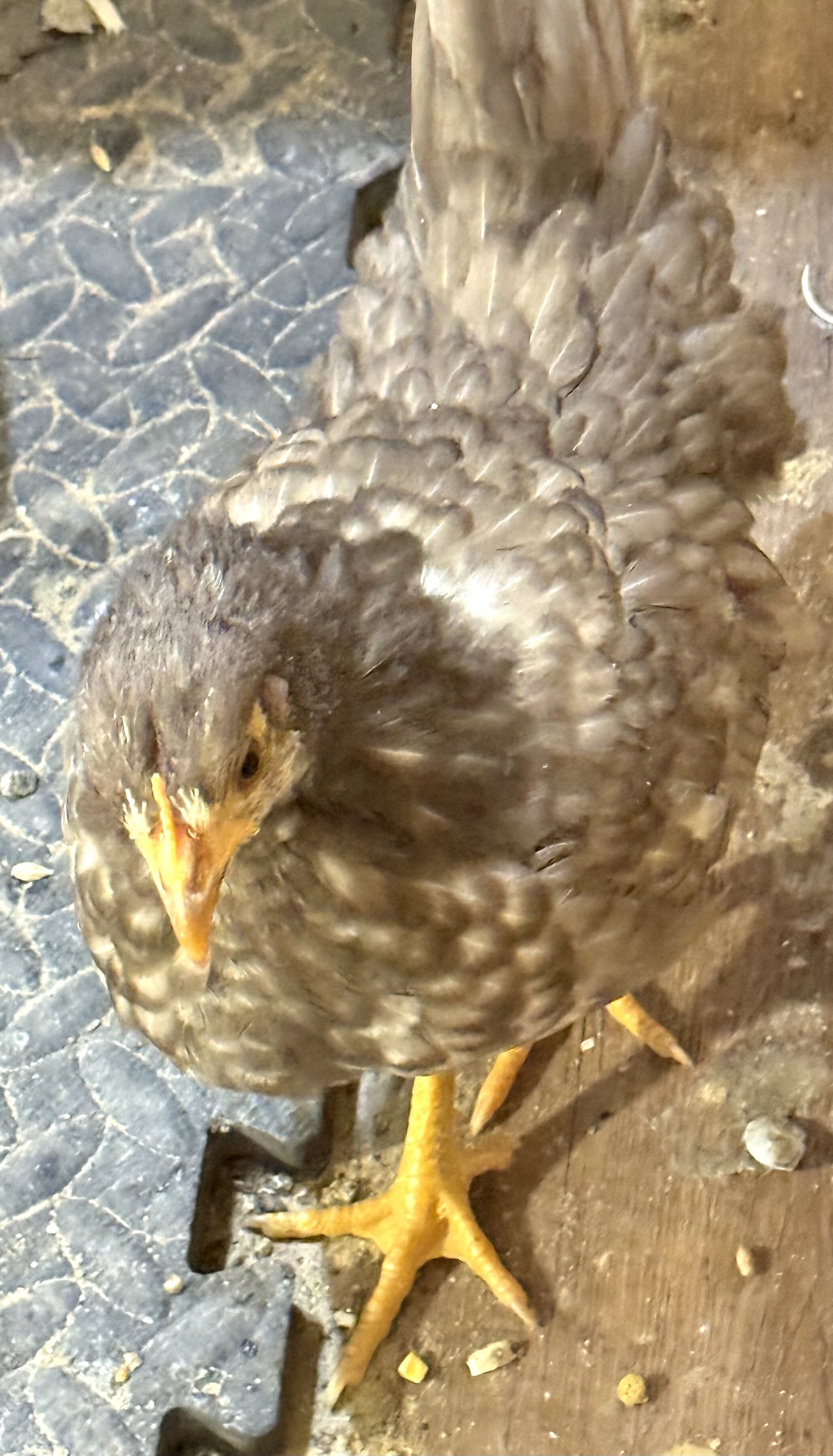 Serama Chickens image 1