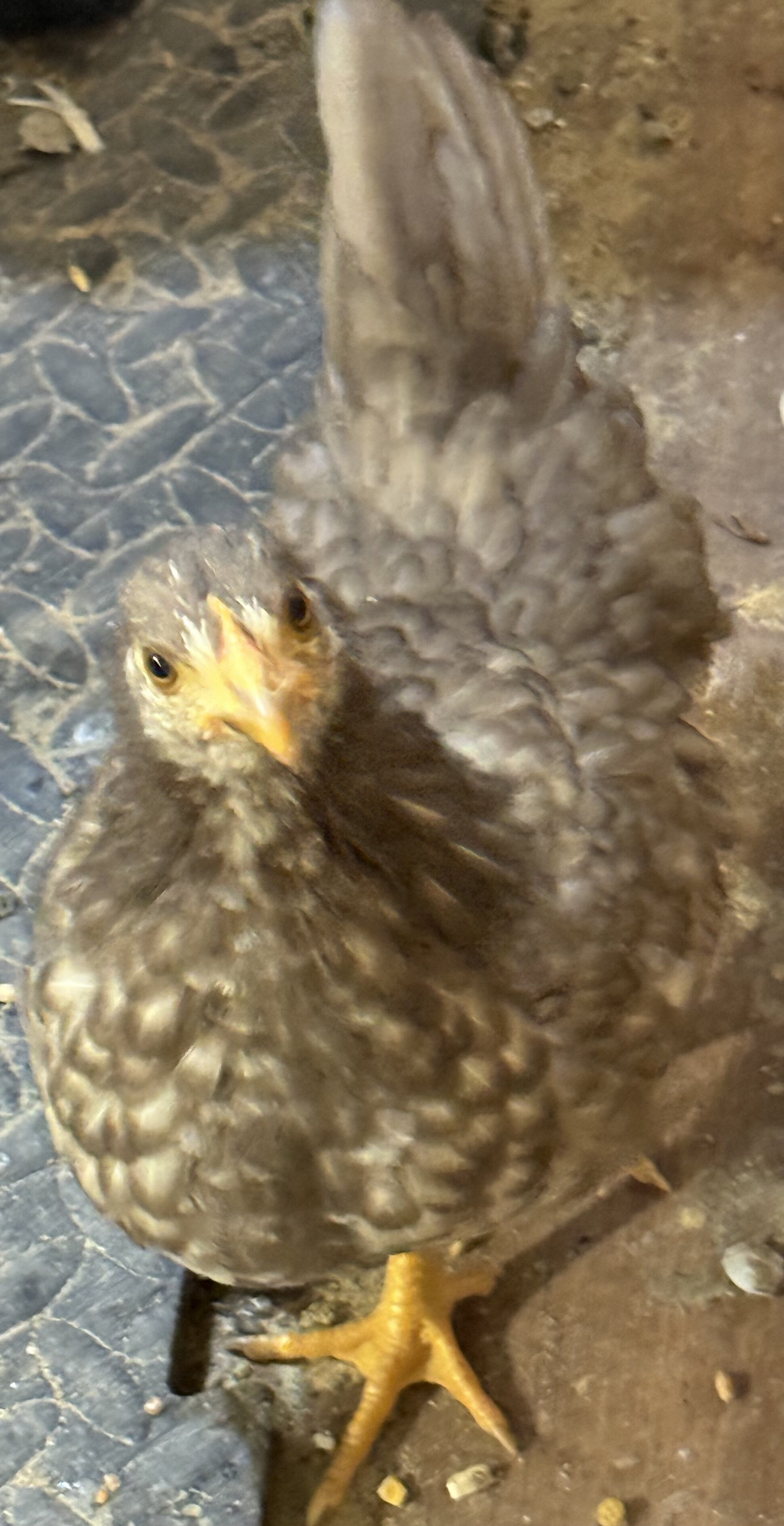 Serama Chickens image 2