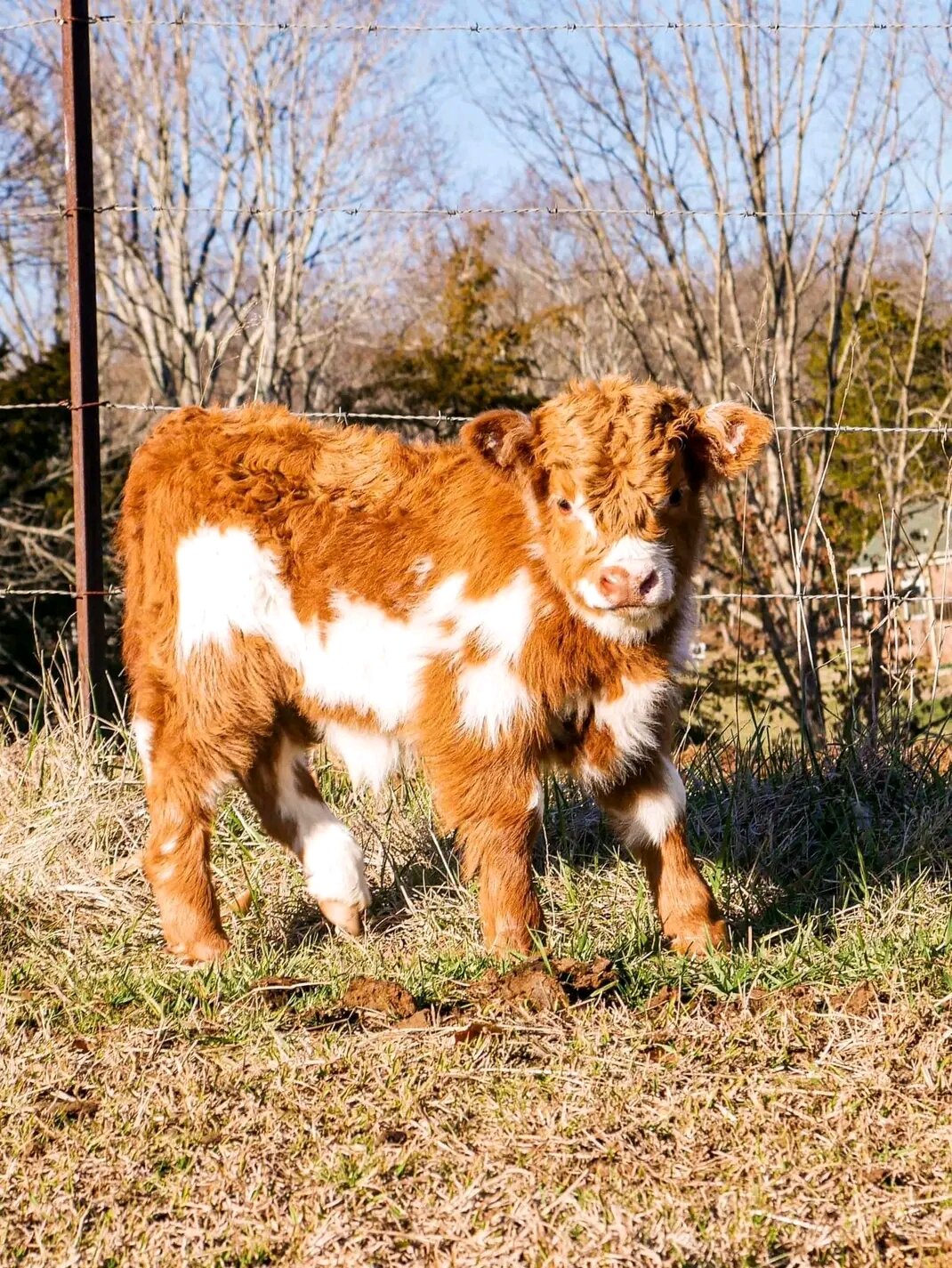 Fluffy Little Farm Stars image 1