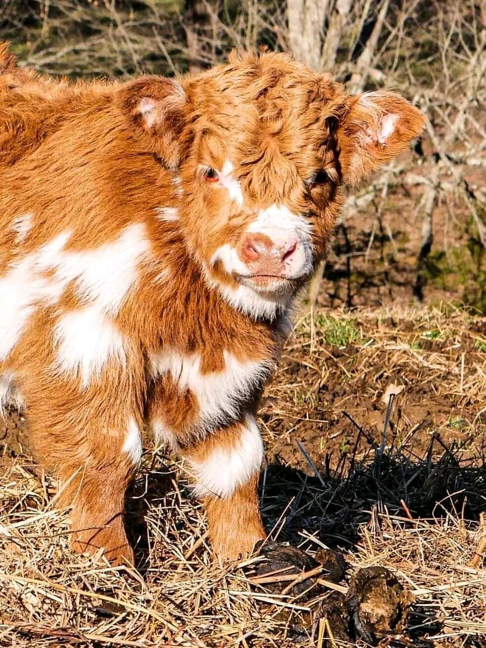 Fluffy Little Farm Stars image 3