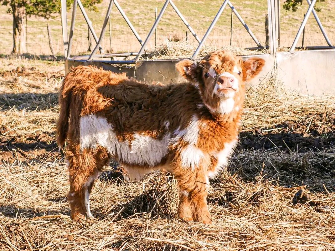 Fluffy Little Farm Stars image 2