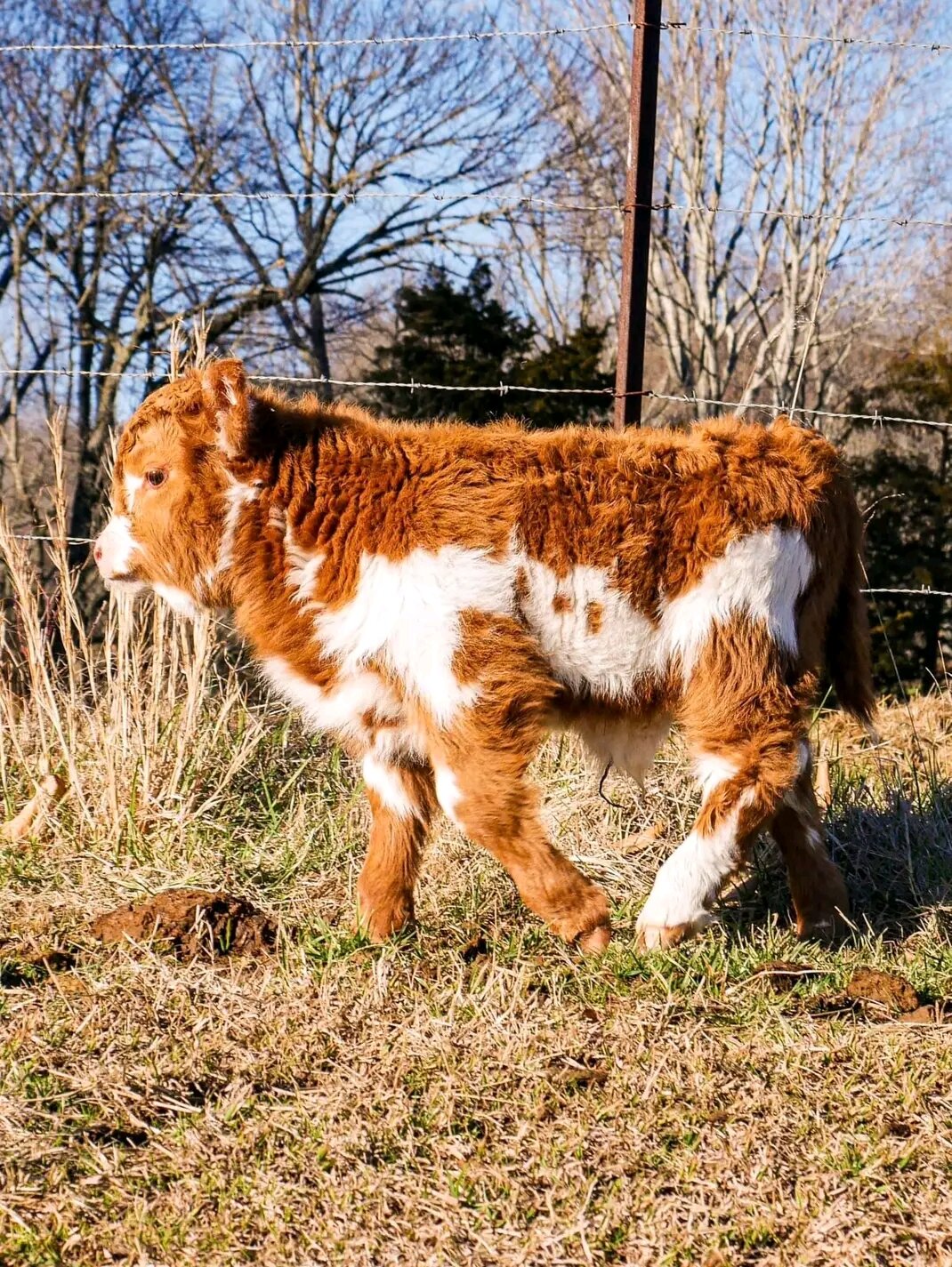 Fluffy Little Farm Stars image 5