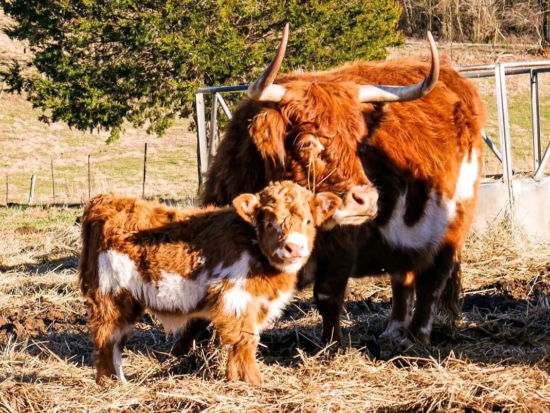 Fluffy Little Farm Stars image 4