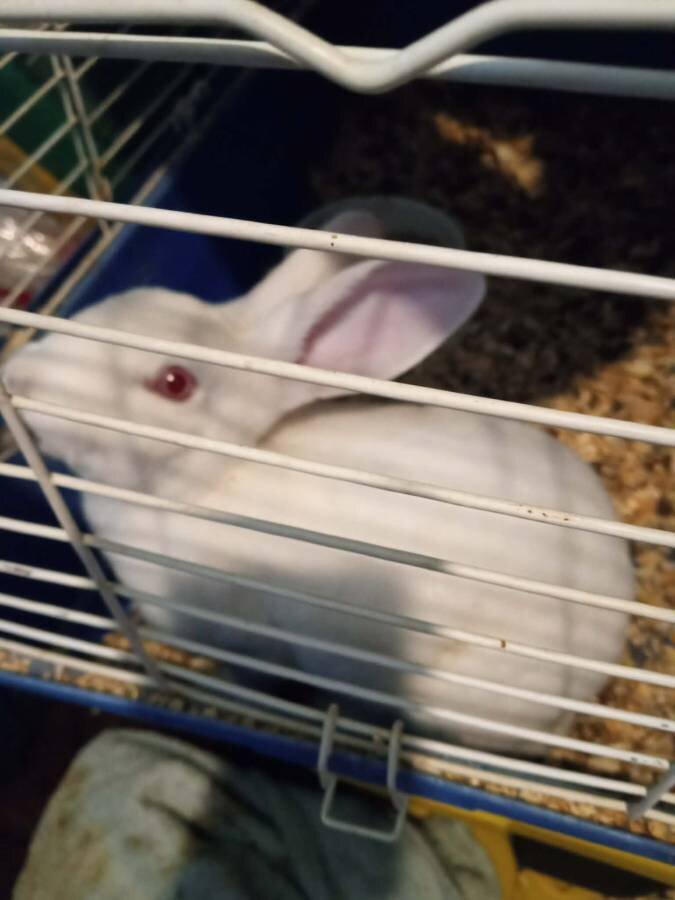 female rabbit image 1