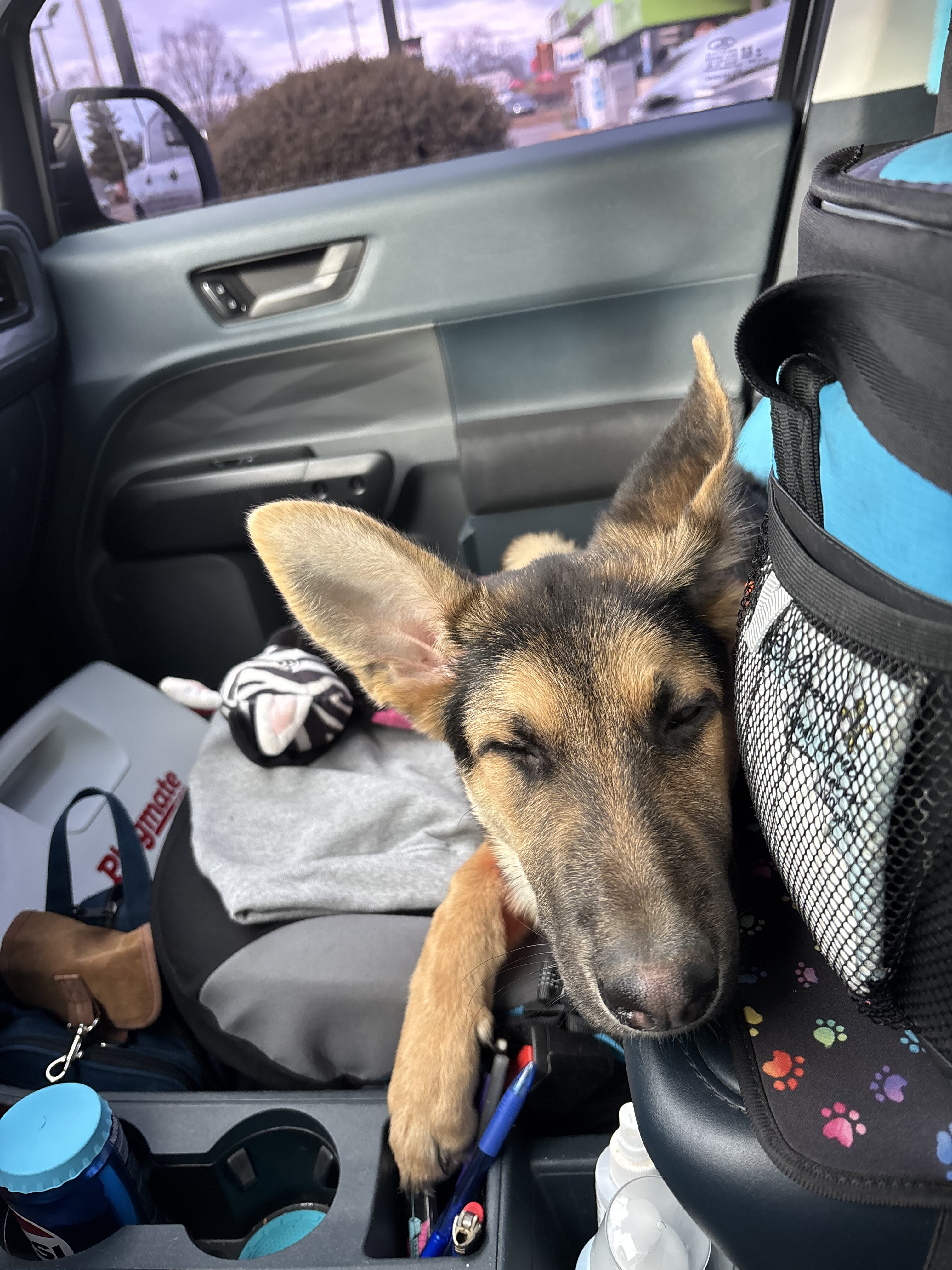 German Shepard (puppy-8 months) image 5