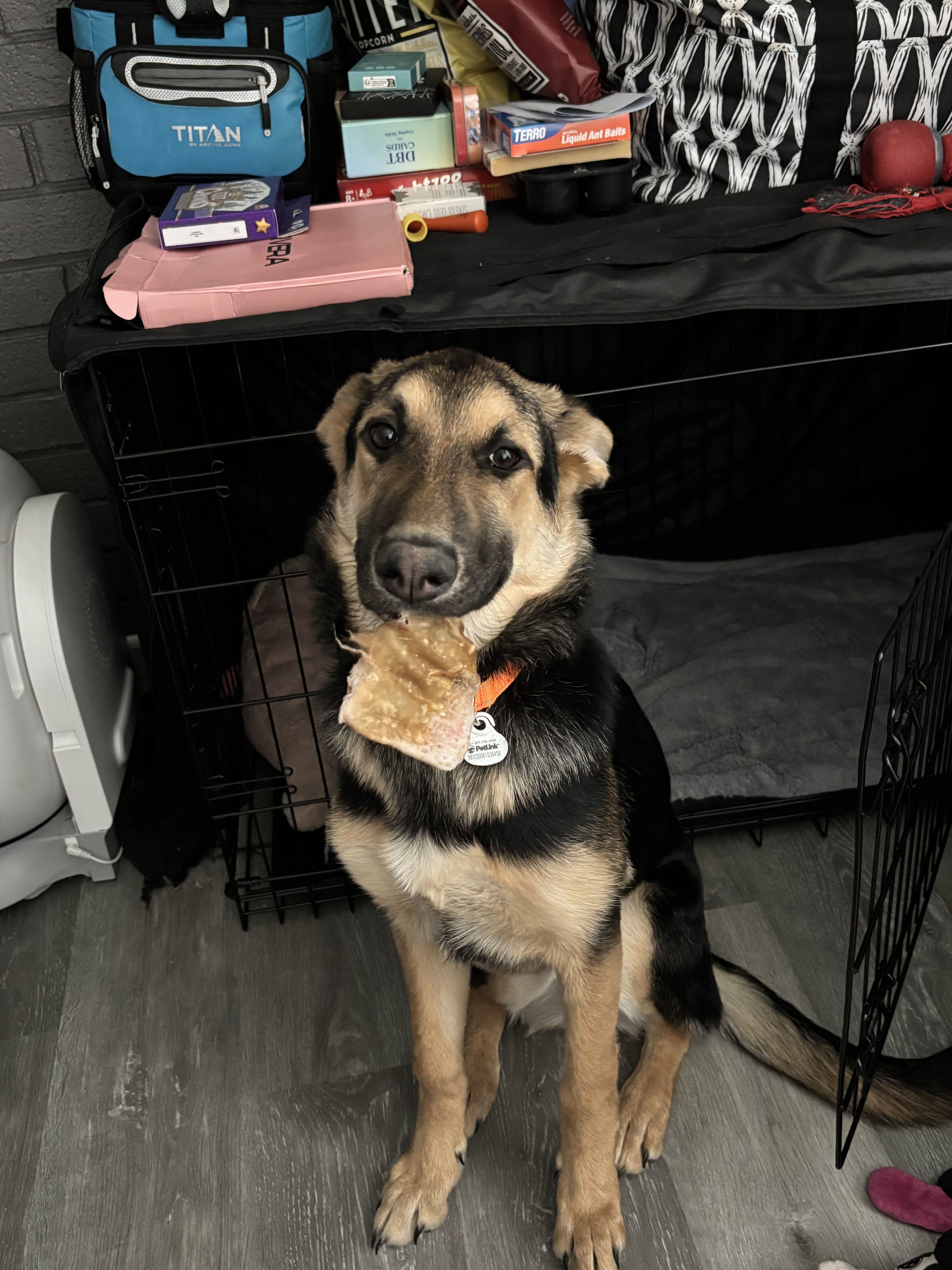 German Shepard (puppy-8 months) image 3