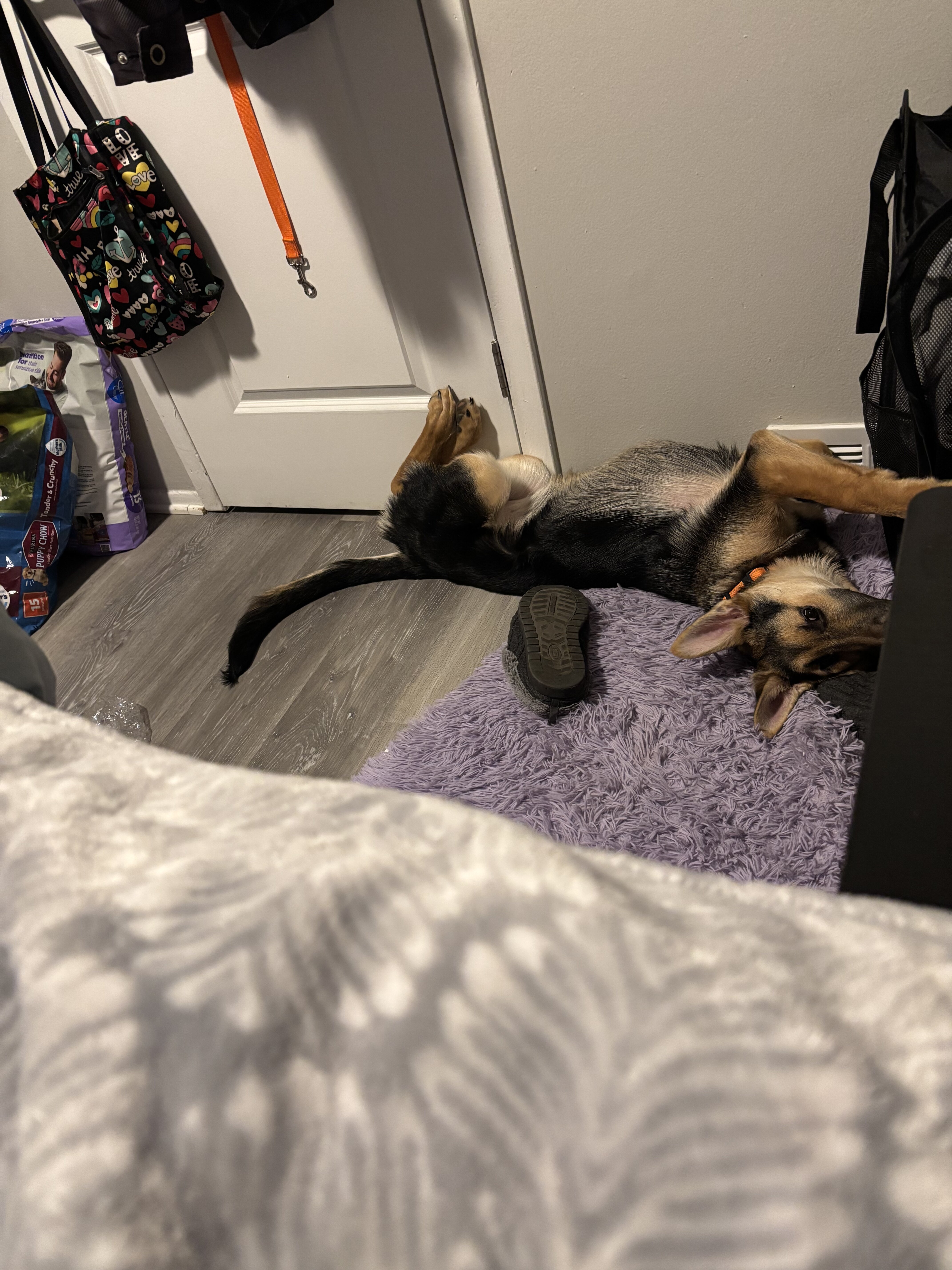 German Shepard (puppy-8 months) image 7