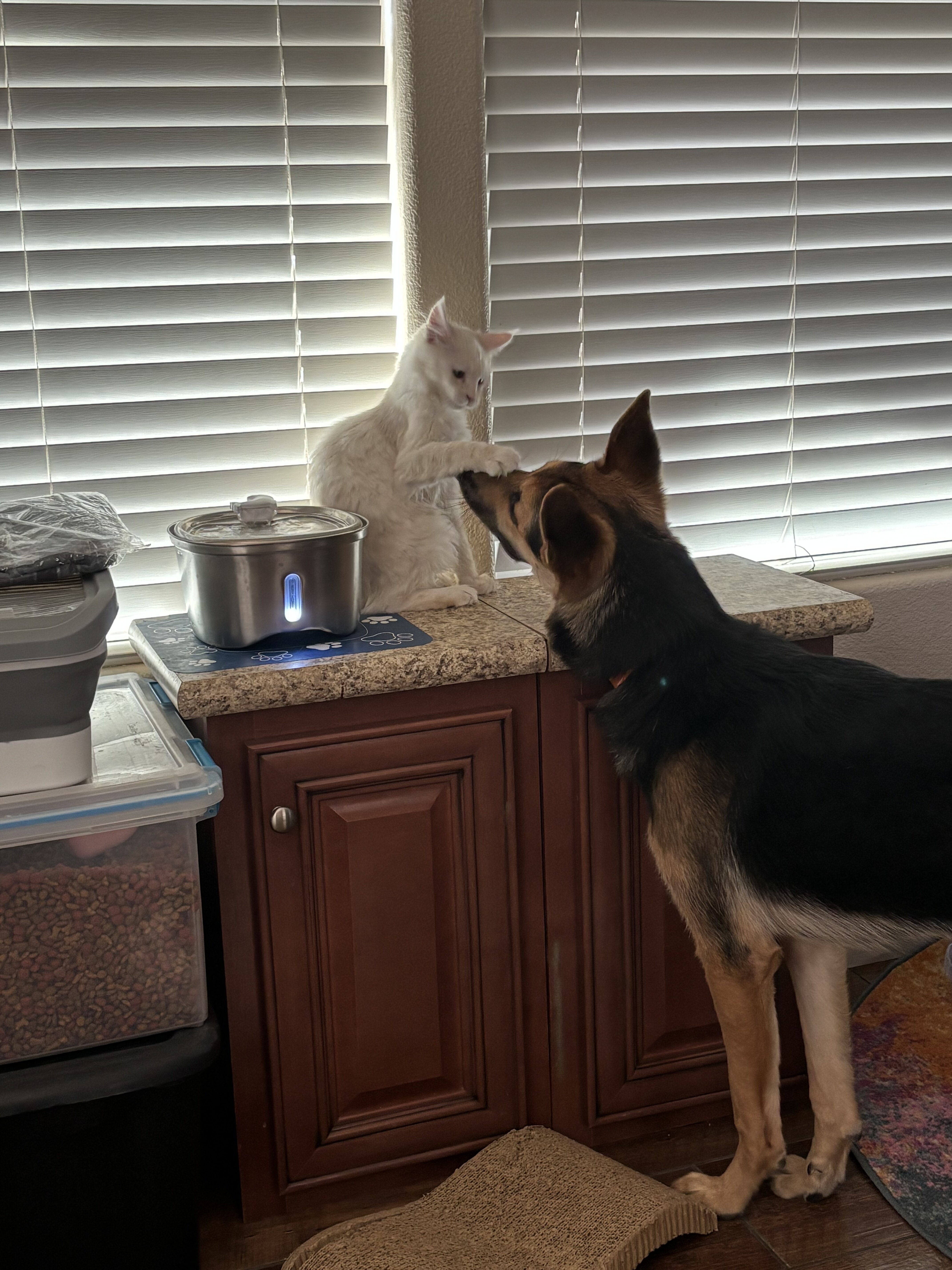 German Shepard (puppy-8 months) image 8