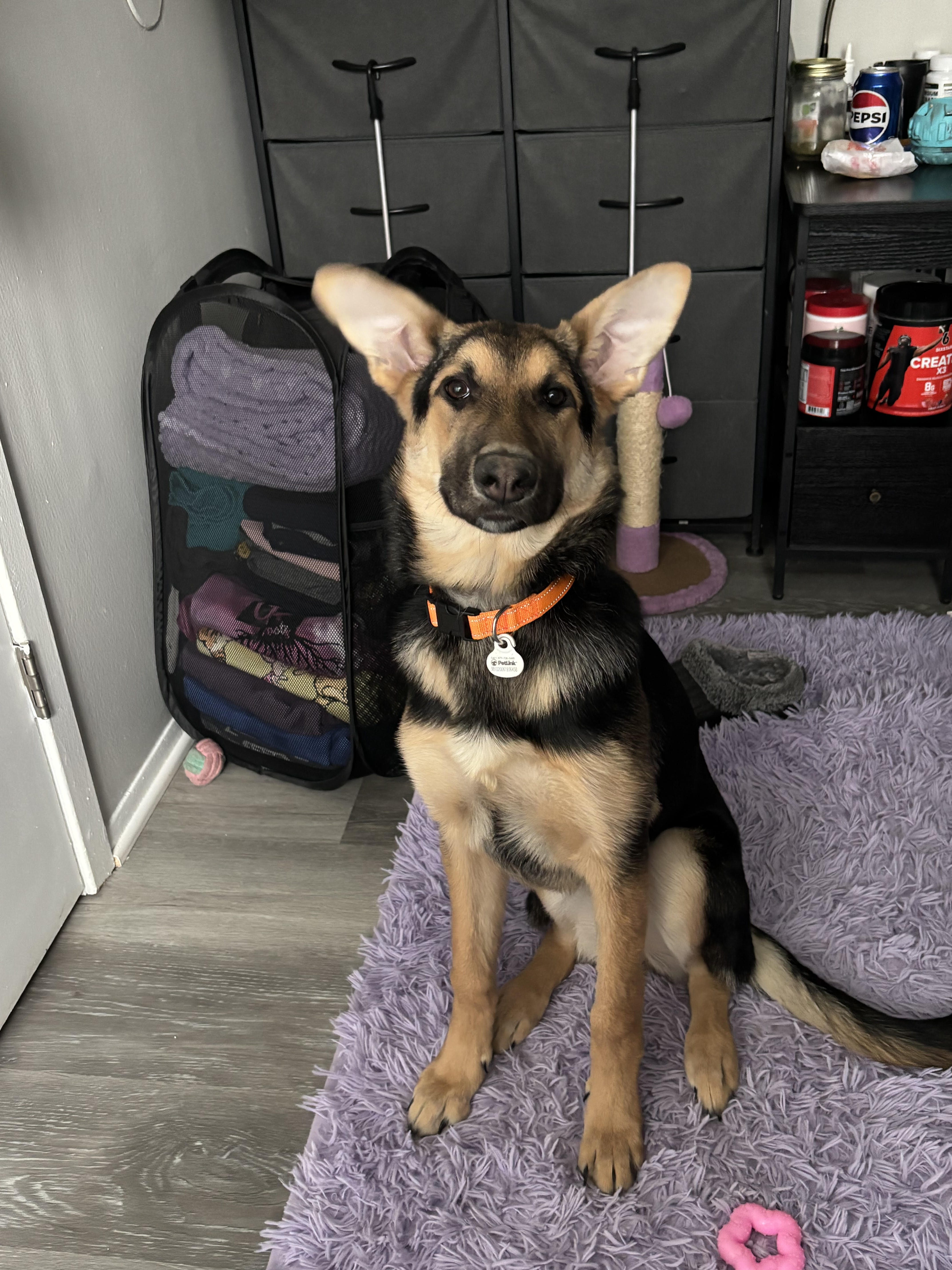 German Shepard (puppy-8 months) image 1