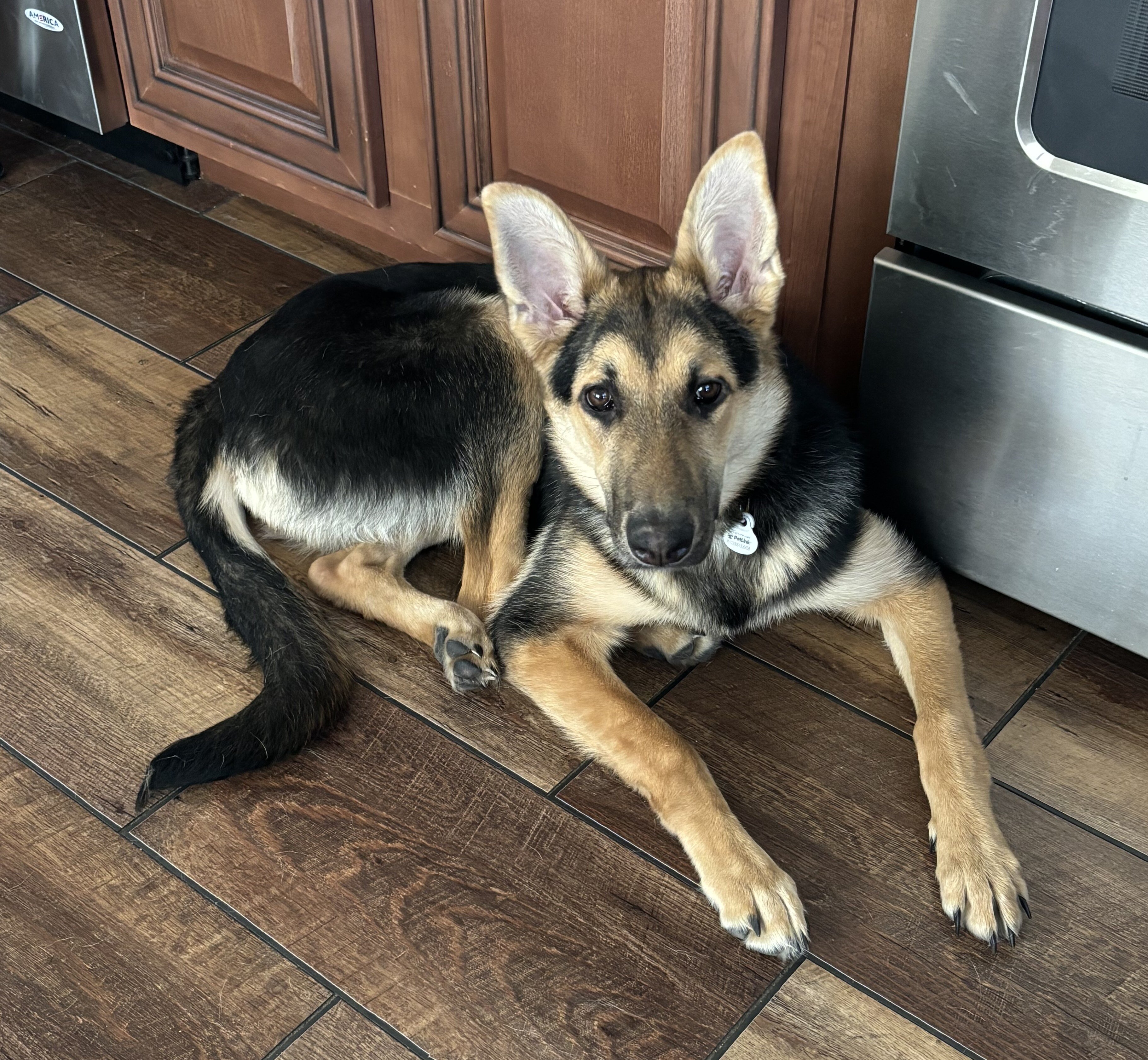 German Shepard (puppy-8 months) image 2