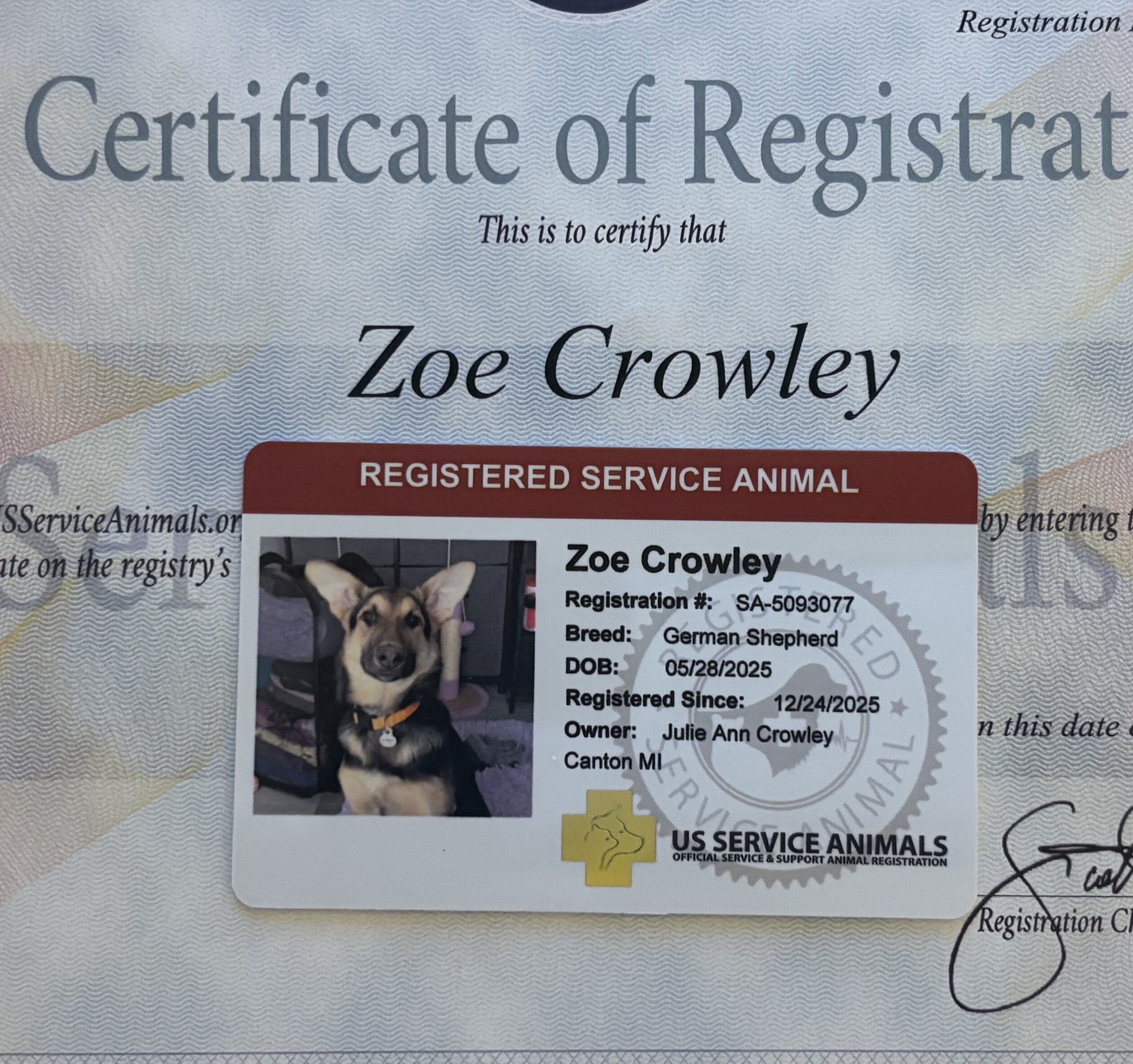 German Shepard (puppy-8 months) image 6