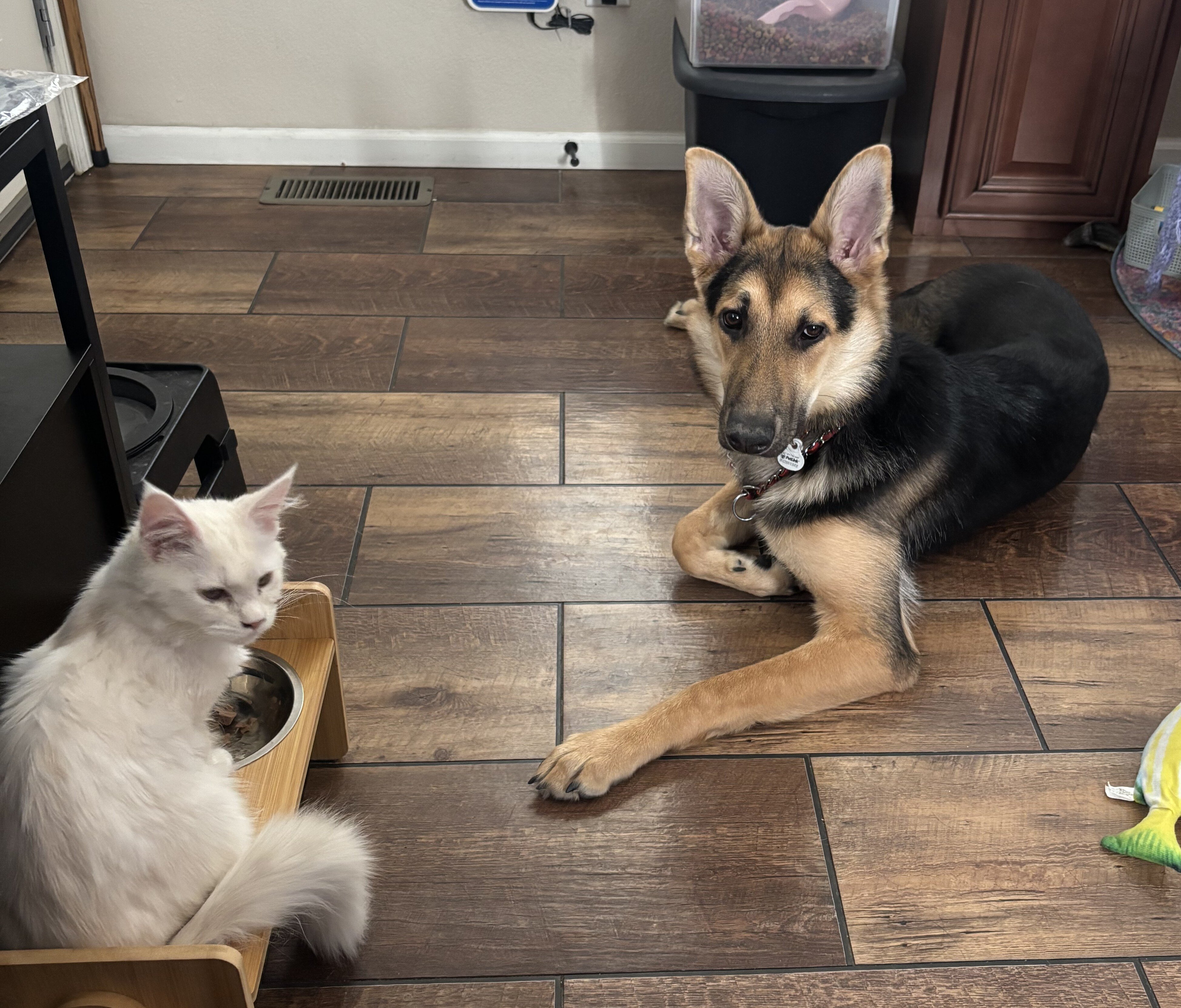 German Shepard (puppy-8 months) image 4