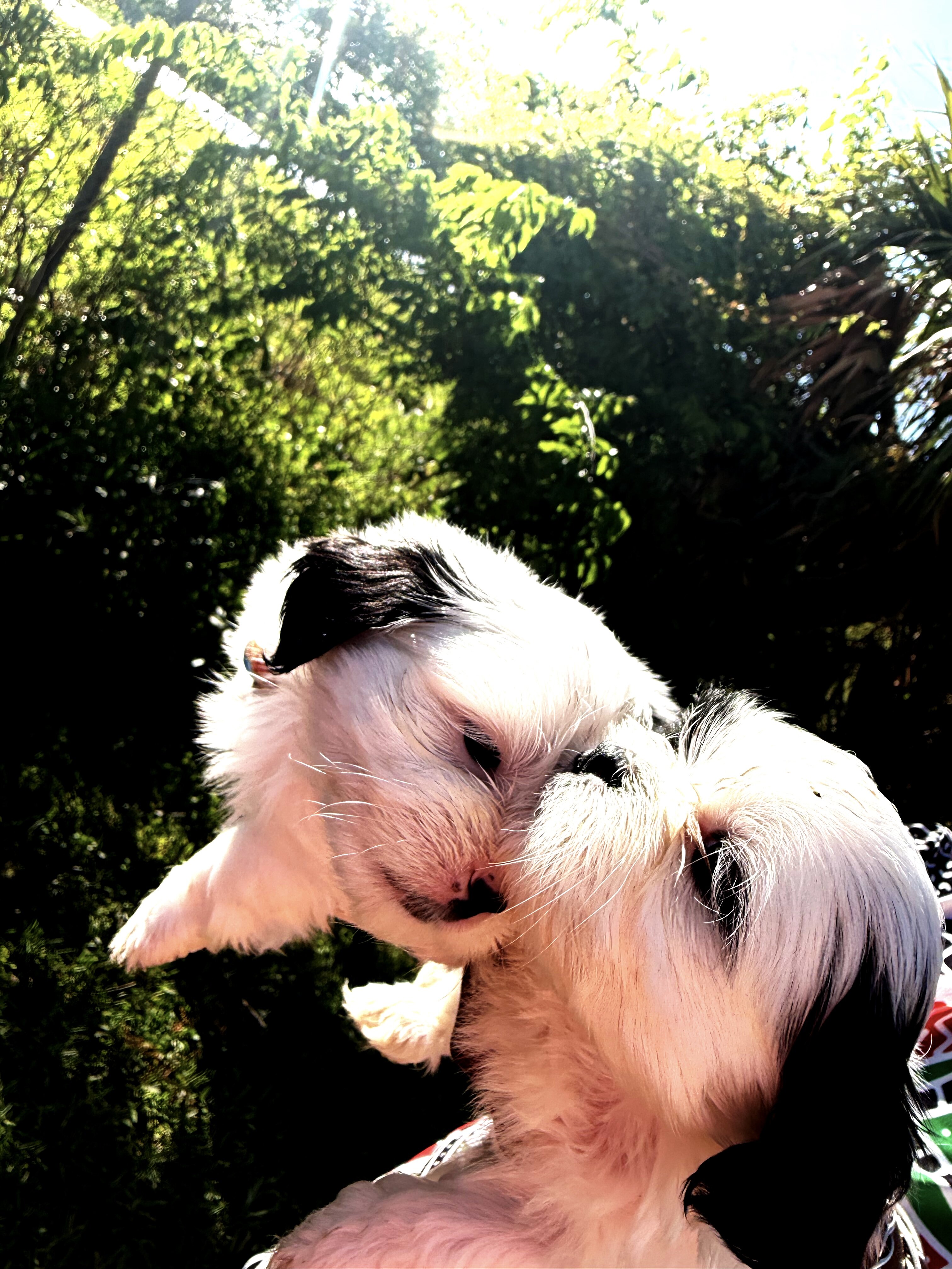 Shih Tzu Puppies – 3 Females Available 🐶💕 image 5