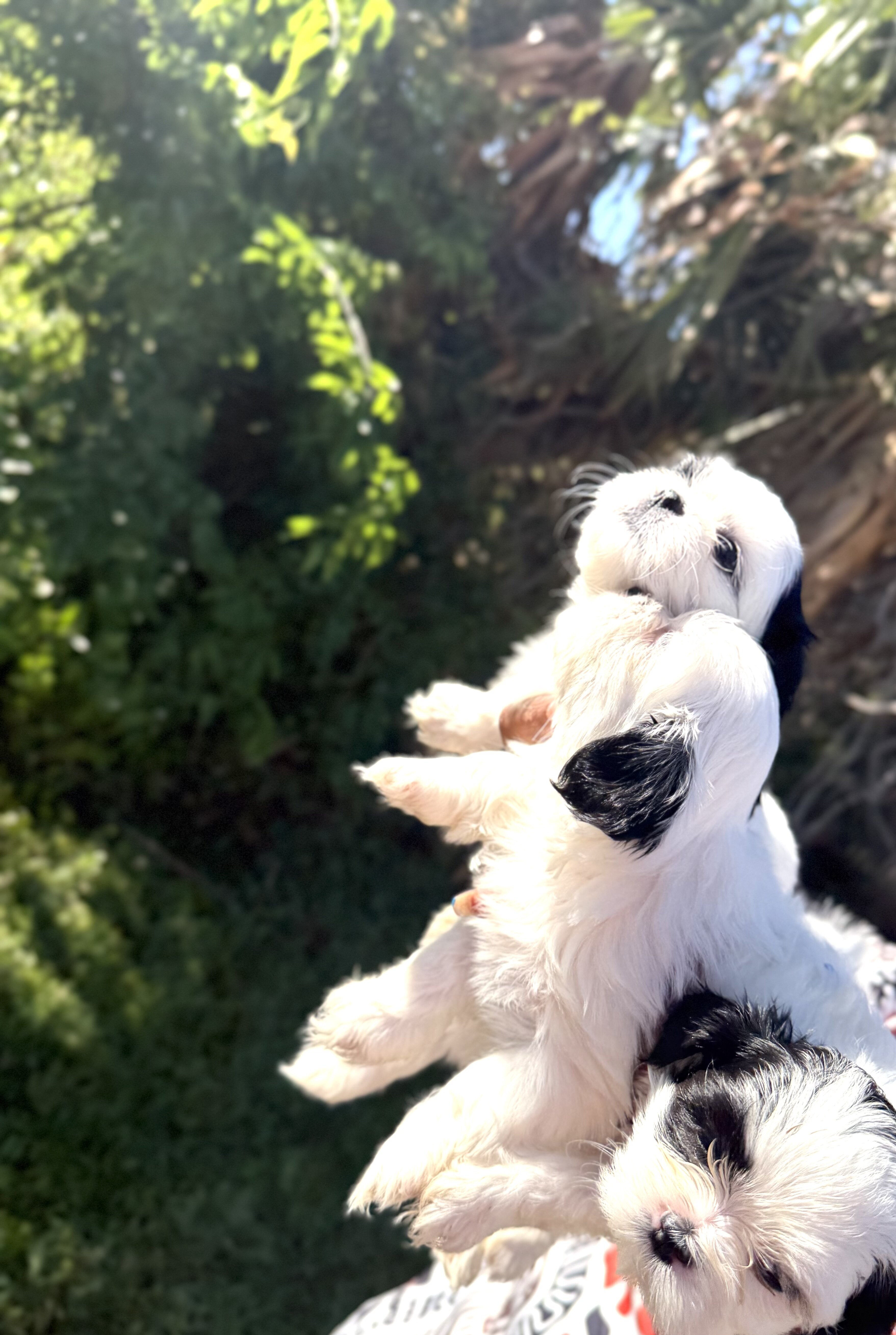 Shih Tzu Puppies – 3 Females Available 🐶💕 image 4