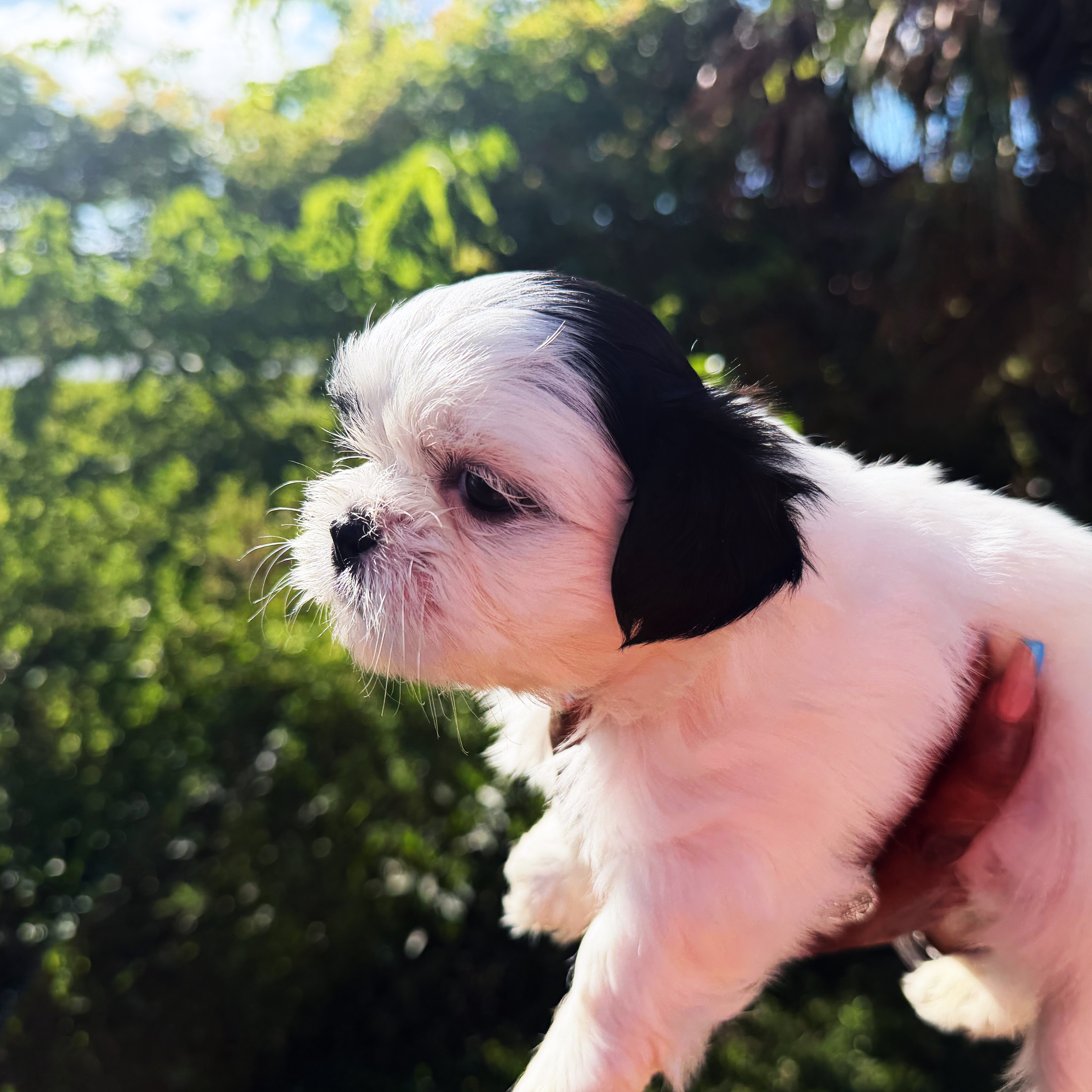 Shih Tzu Puppies – 3 Females Available 🐶💕 image 3