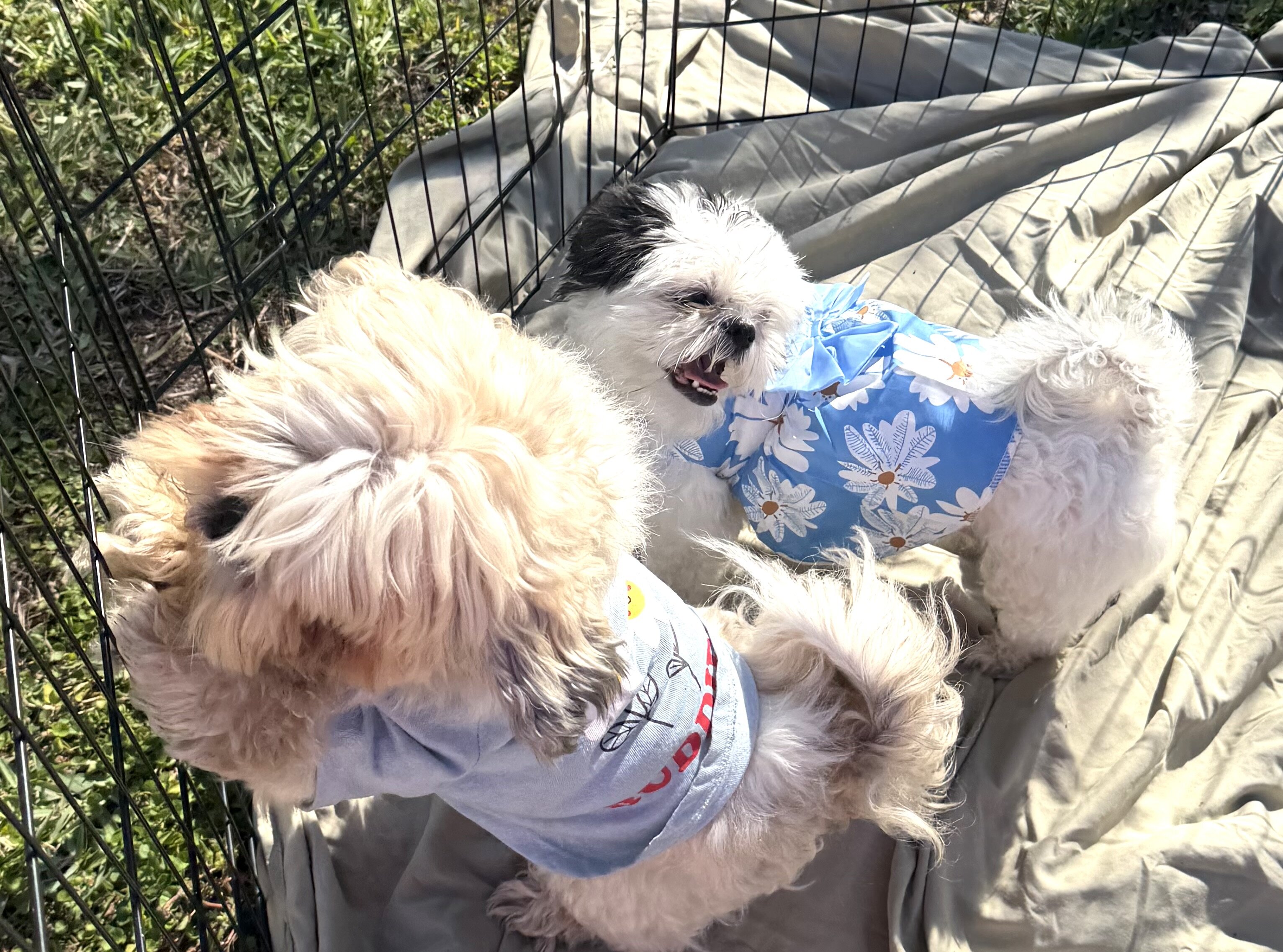 Shih Tzu Puppies – 3 Females Available 🐶💕 image 6