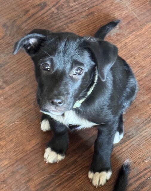 Aussie/Border Collie Puppies Needing 4Ever Homes image 5