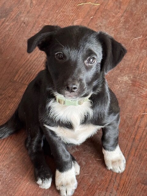 Aussie/Border Collie Puppies Needing 4Ever Homes image 6
