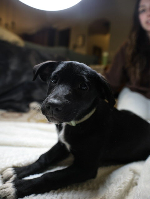 Aussie/Border Collie Puppies Needing 4Ever Homes image 3