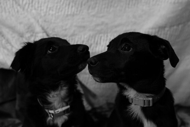 Aussie/Border Collie Puppies Needing 4Ever Homes image 2